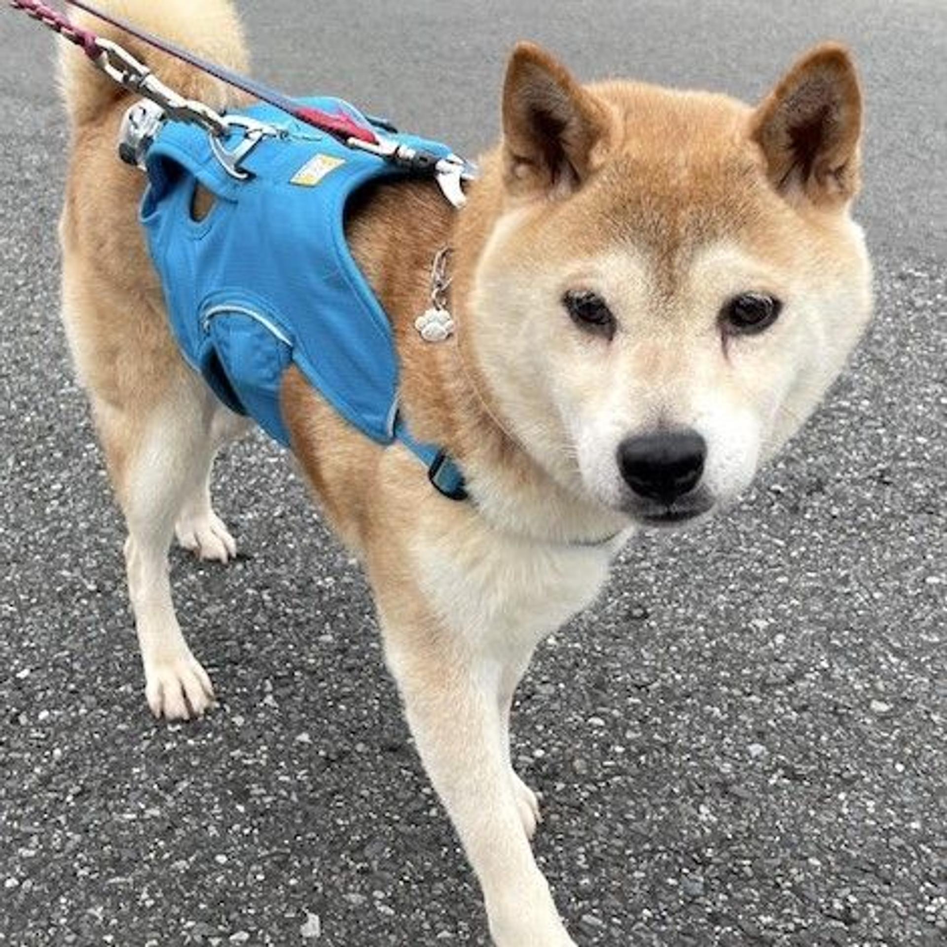 pet-image-3