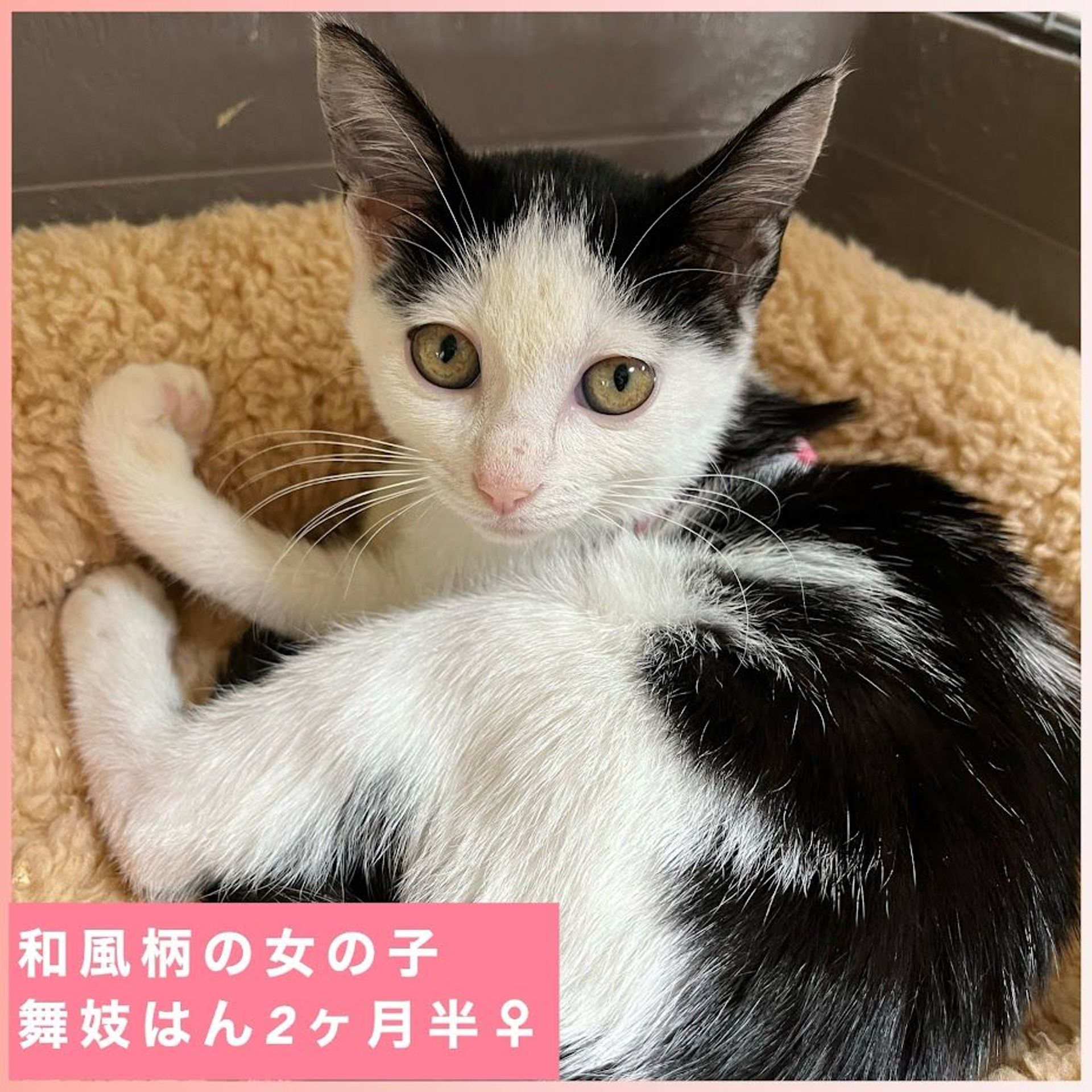 雑種（ミックス猫）・メスの里親募集の写真