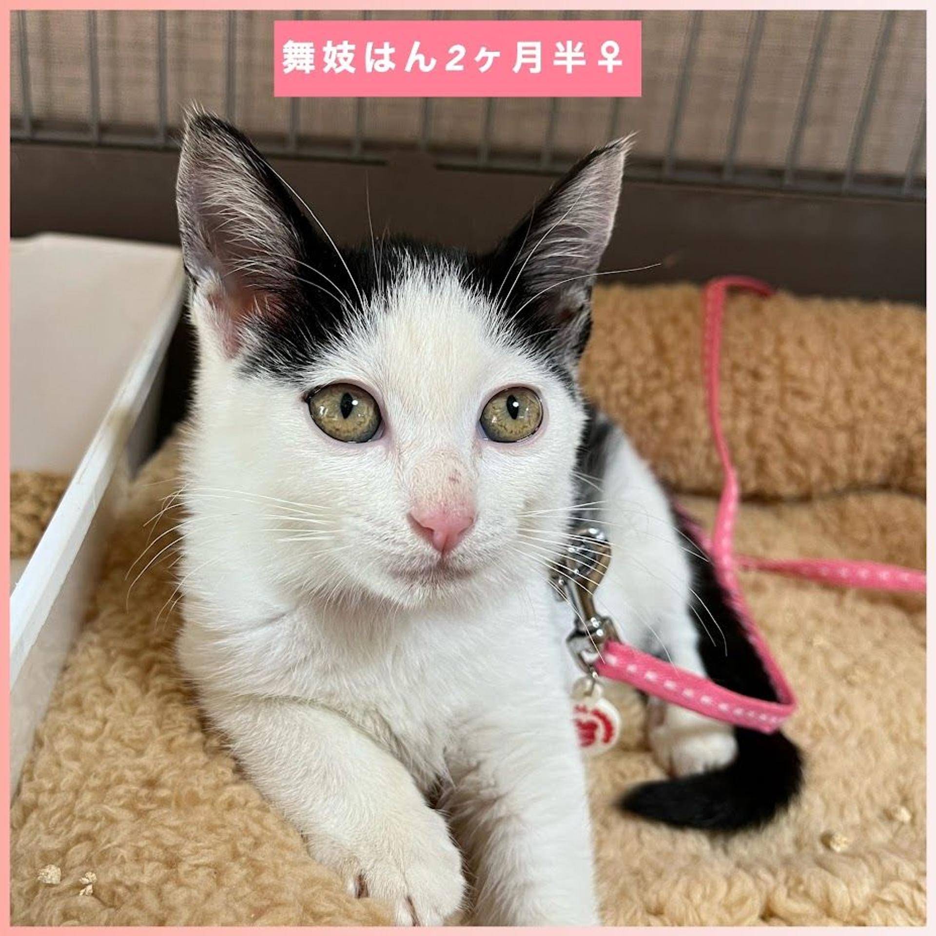 pet-image-3