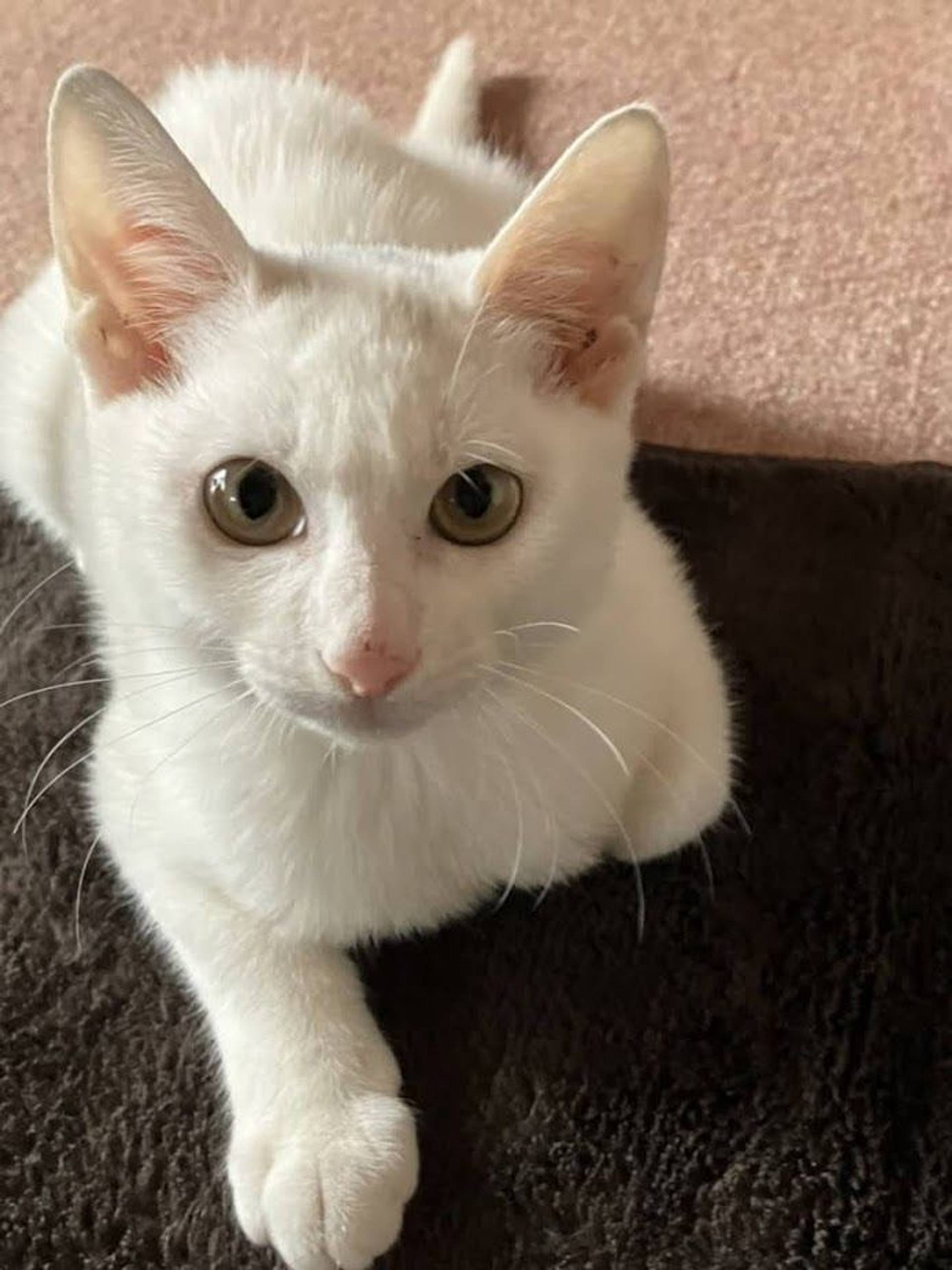 雑種（ミックス猫）・メスの里親募集の写真