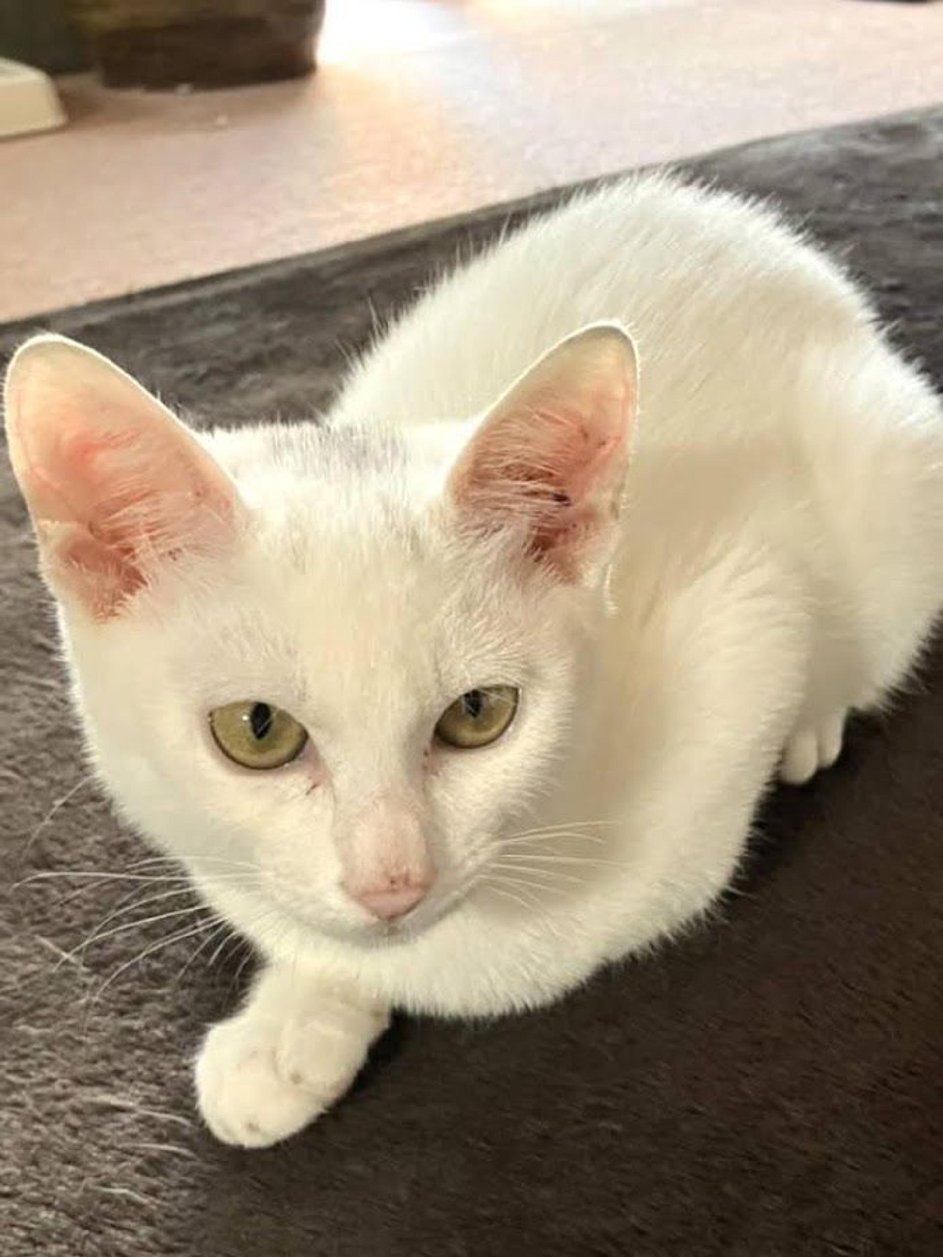 pet-image-3