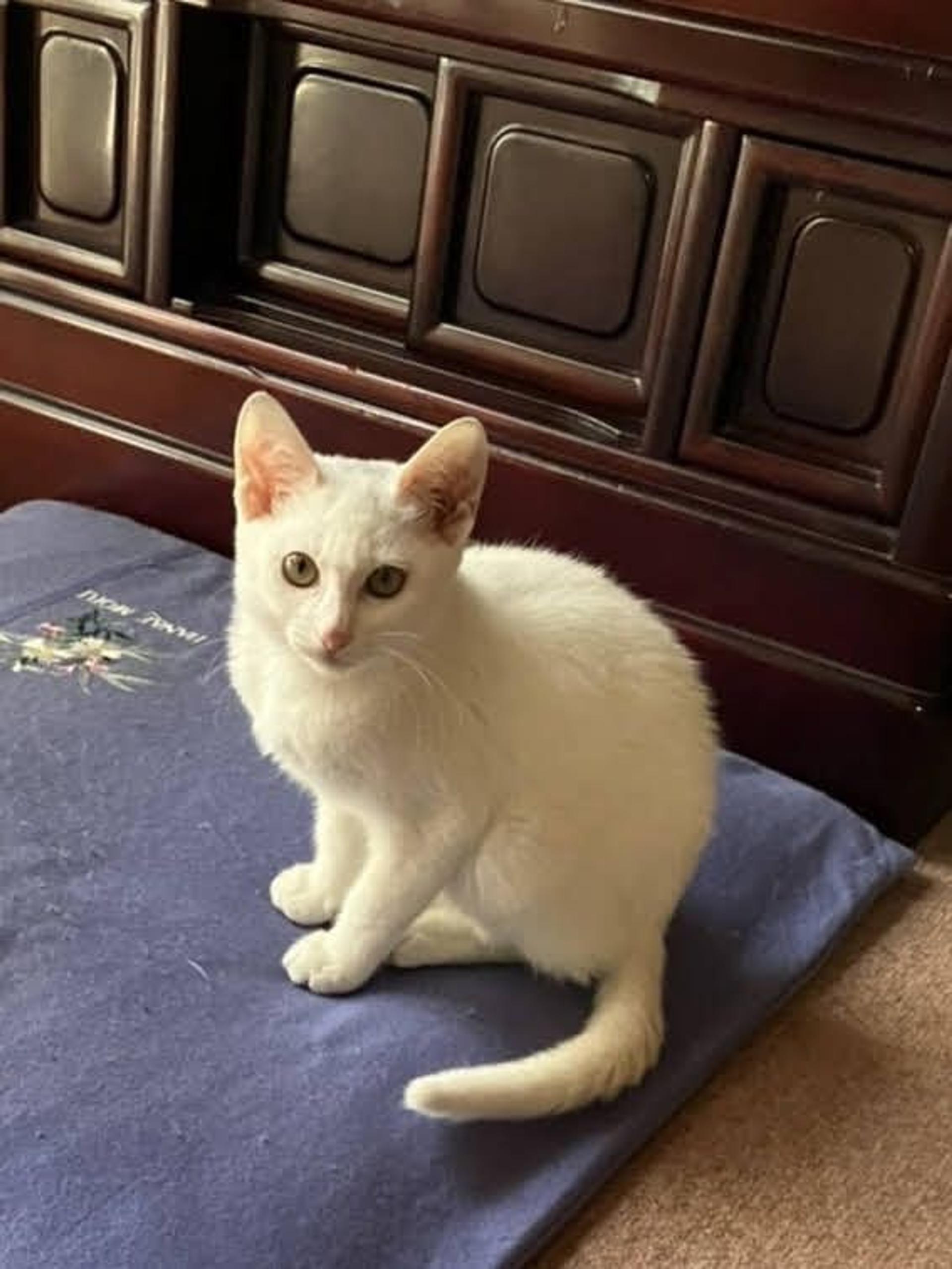 pet-image-5