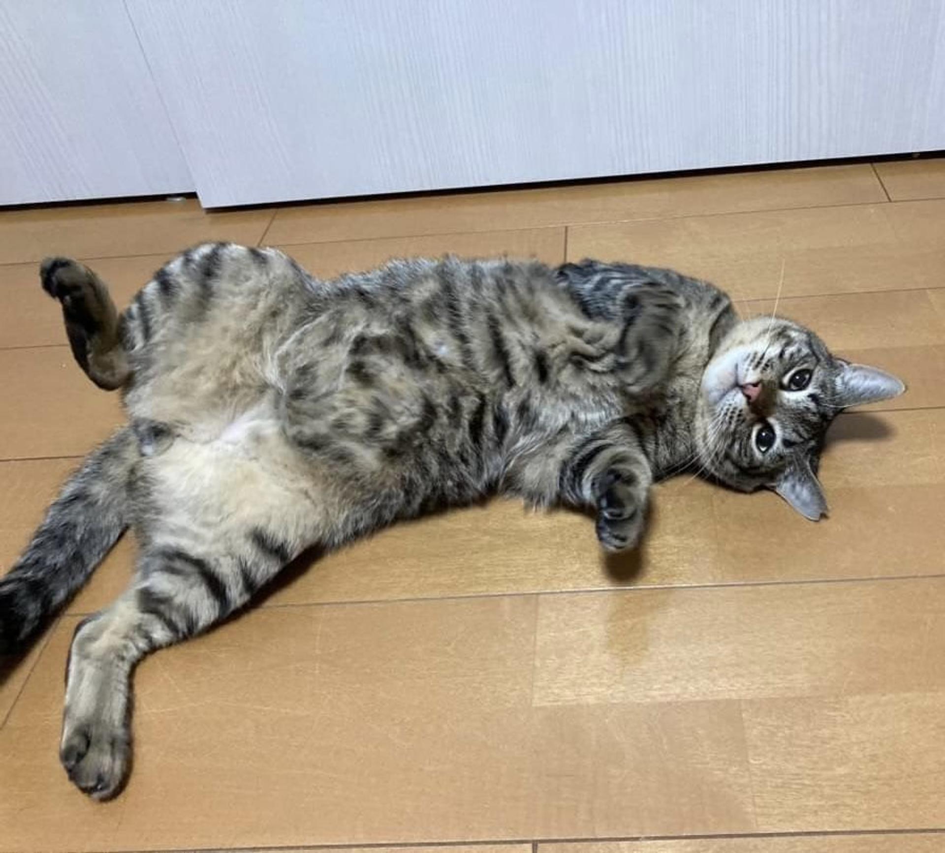 pet-image-3