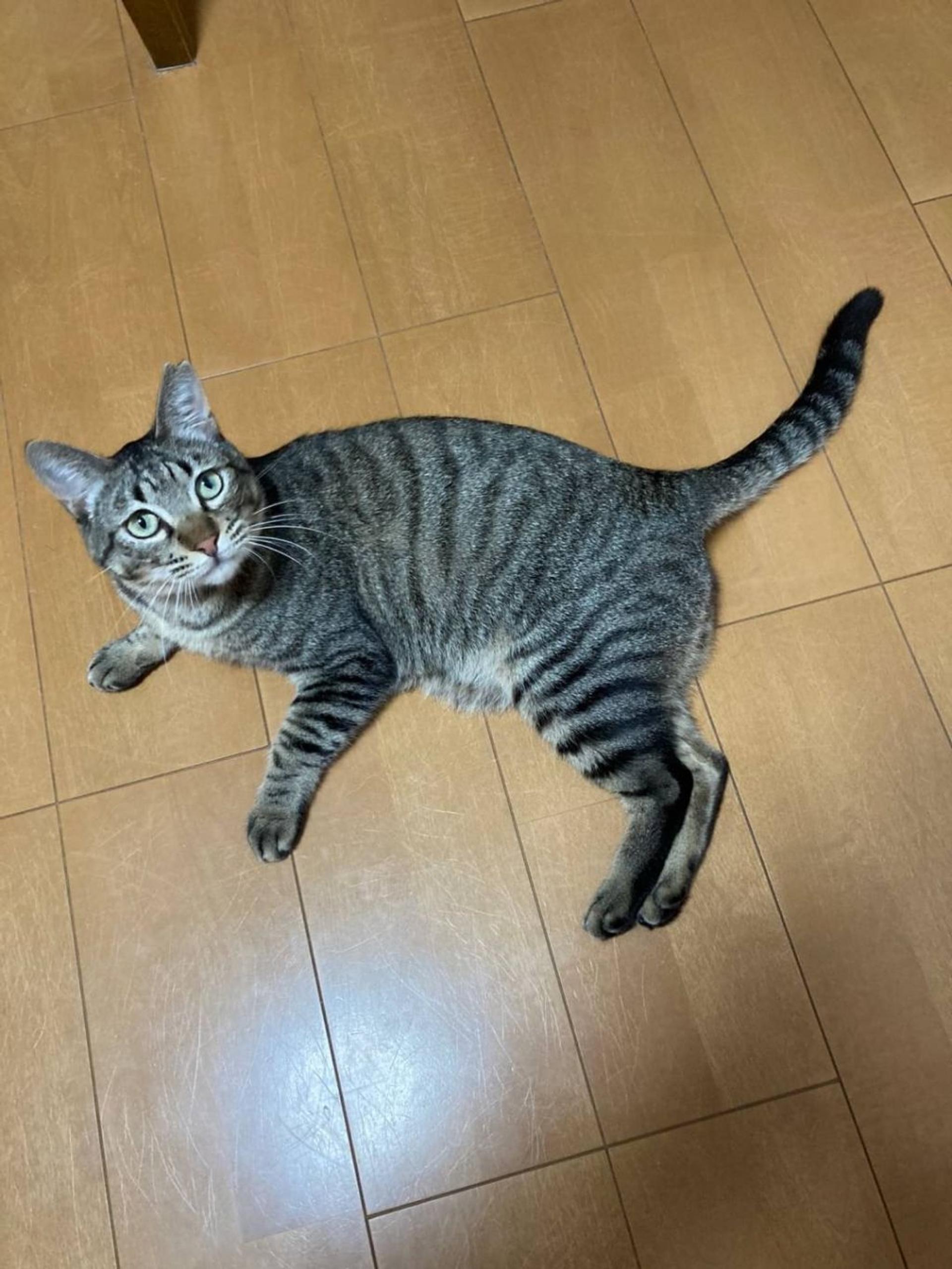 pet-image-8
