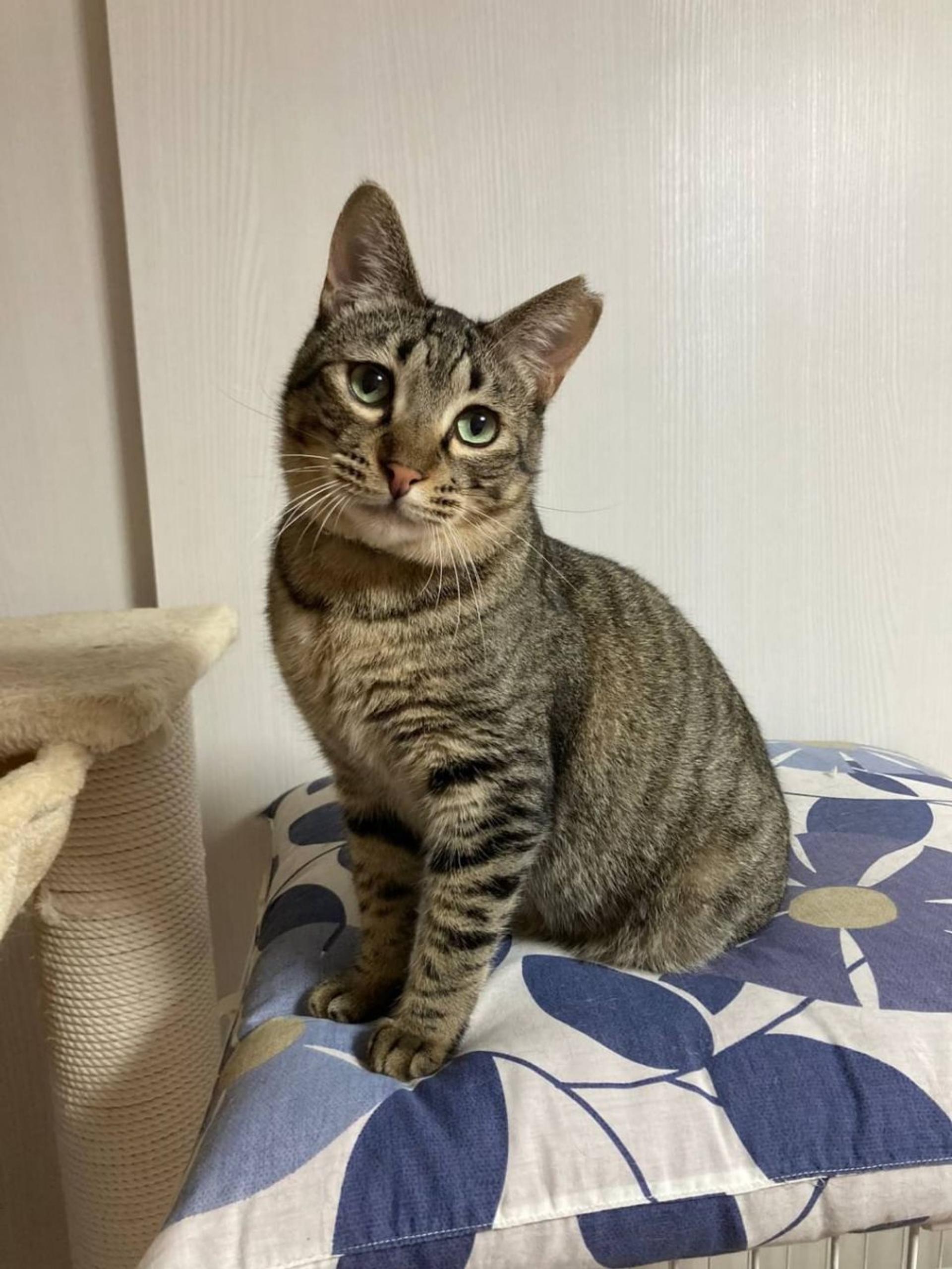pet-image-9