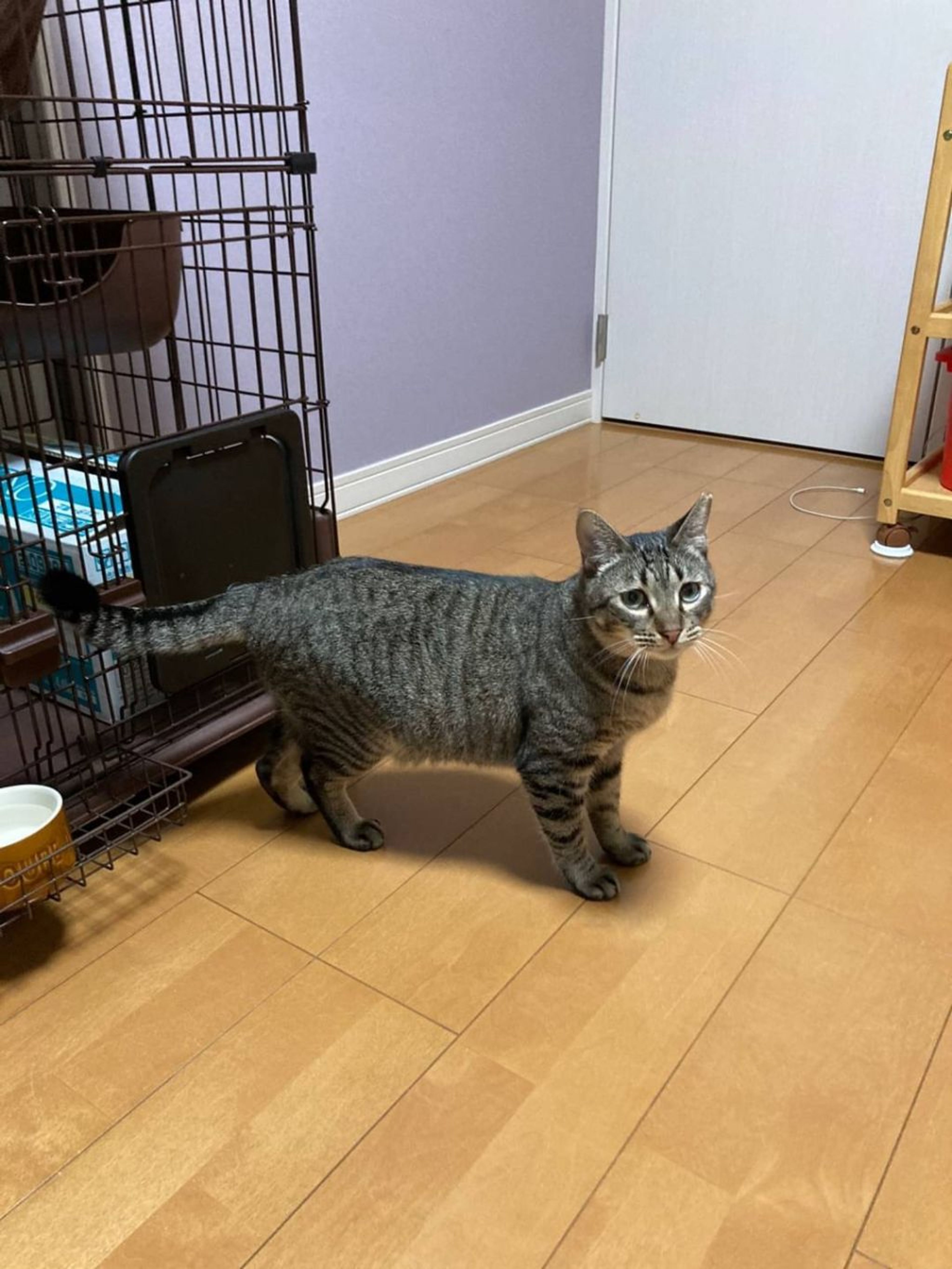 pet-image-10