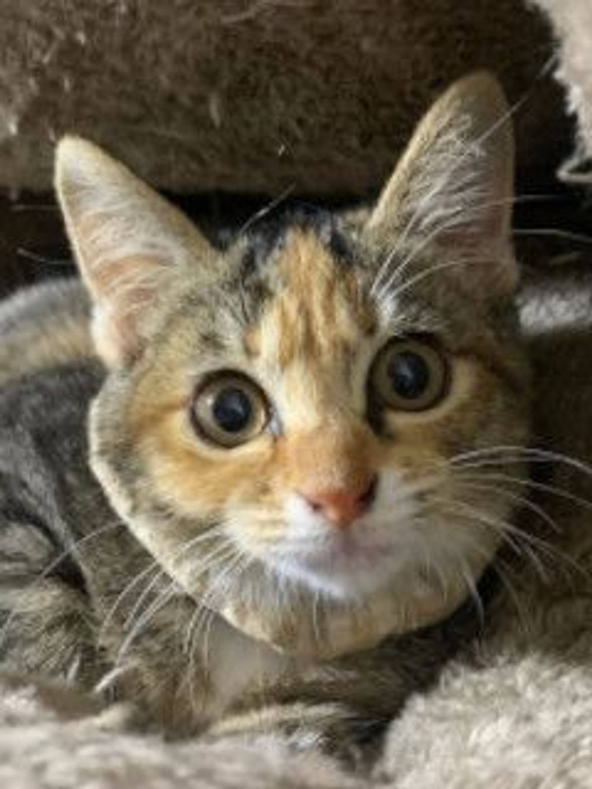 雑種（ミックス猫）・メスの里親募集の写真