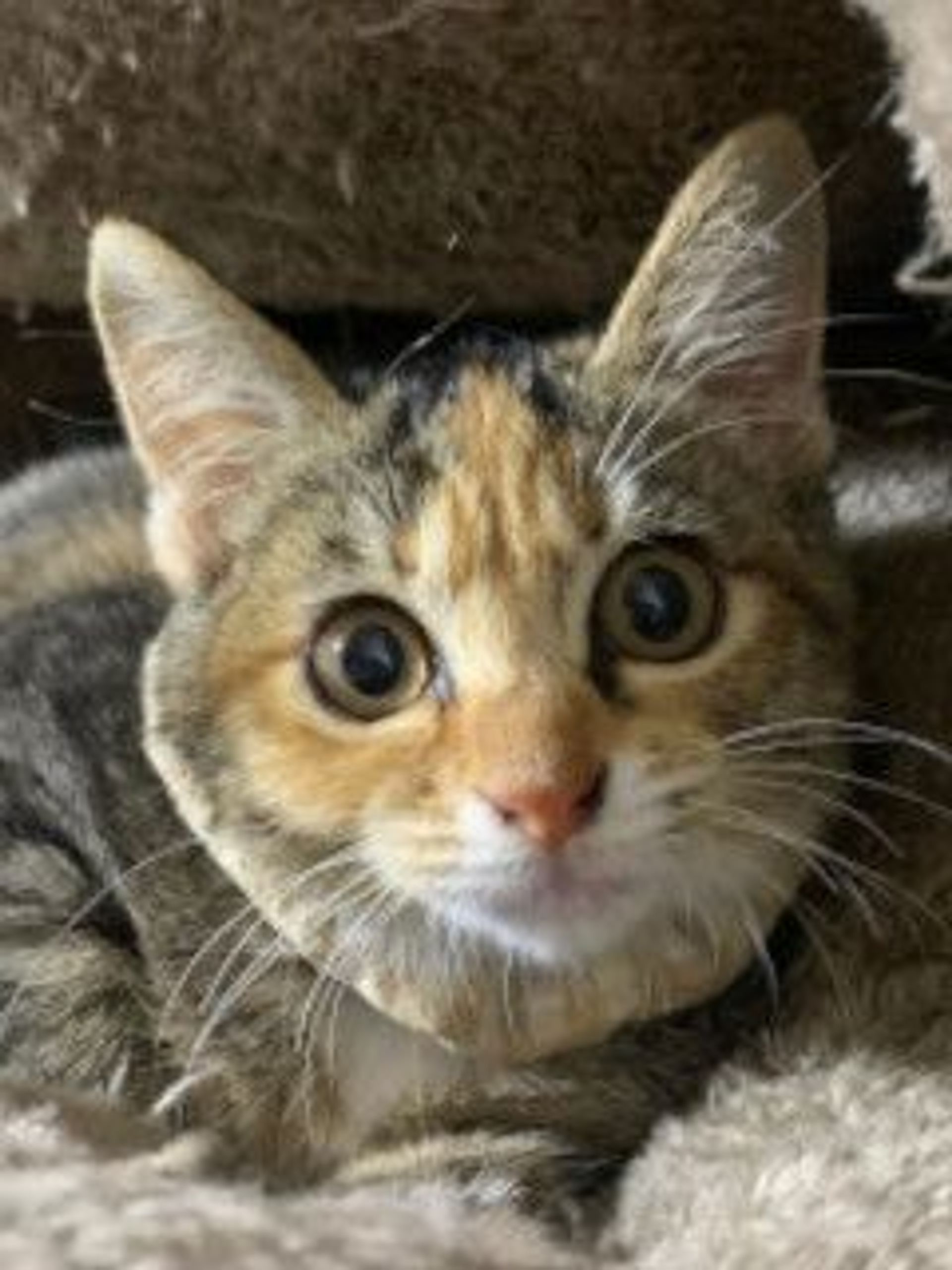 雑種（ミックス猫）・メスの里親募集の写真