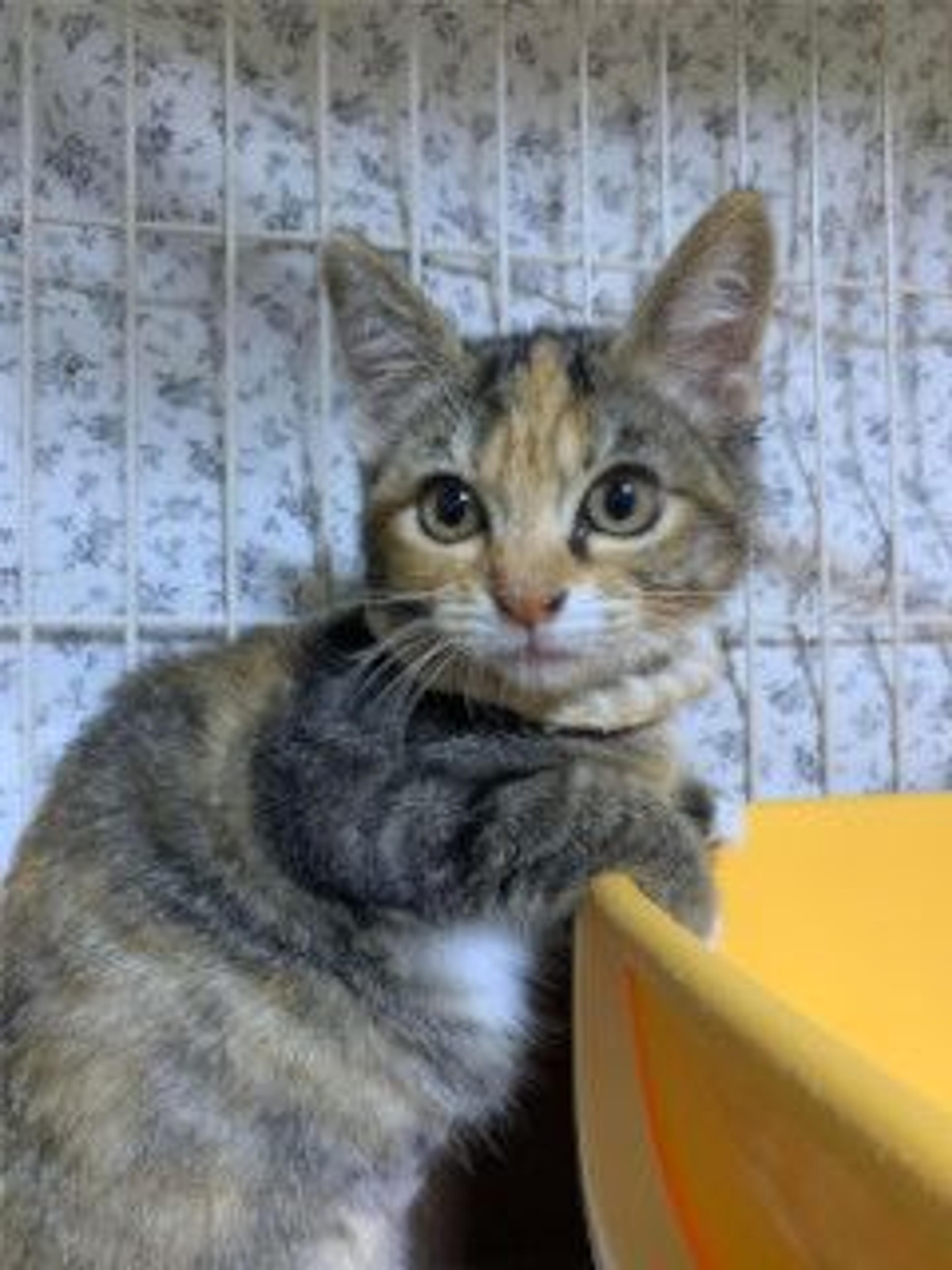 pet-image-4