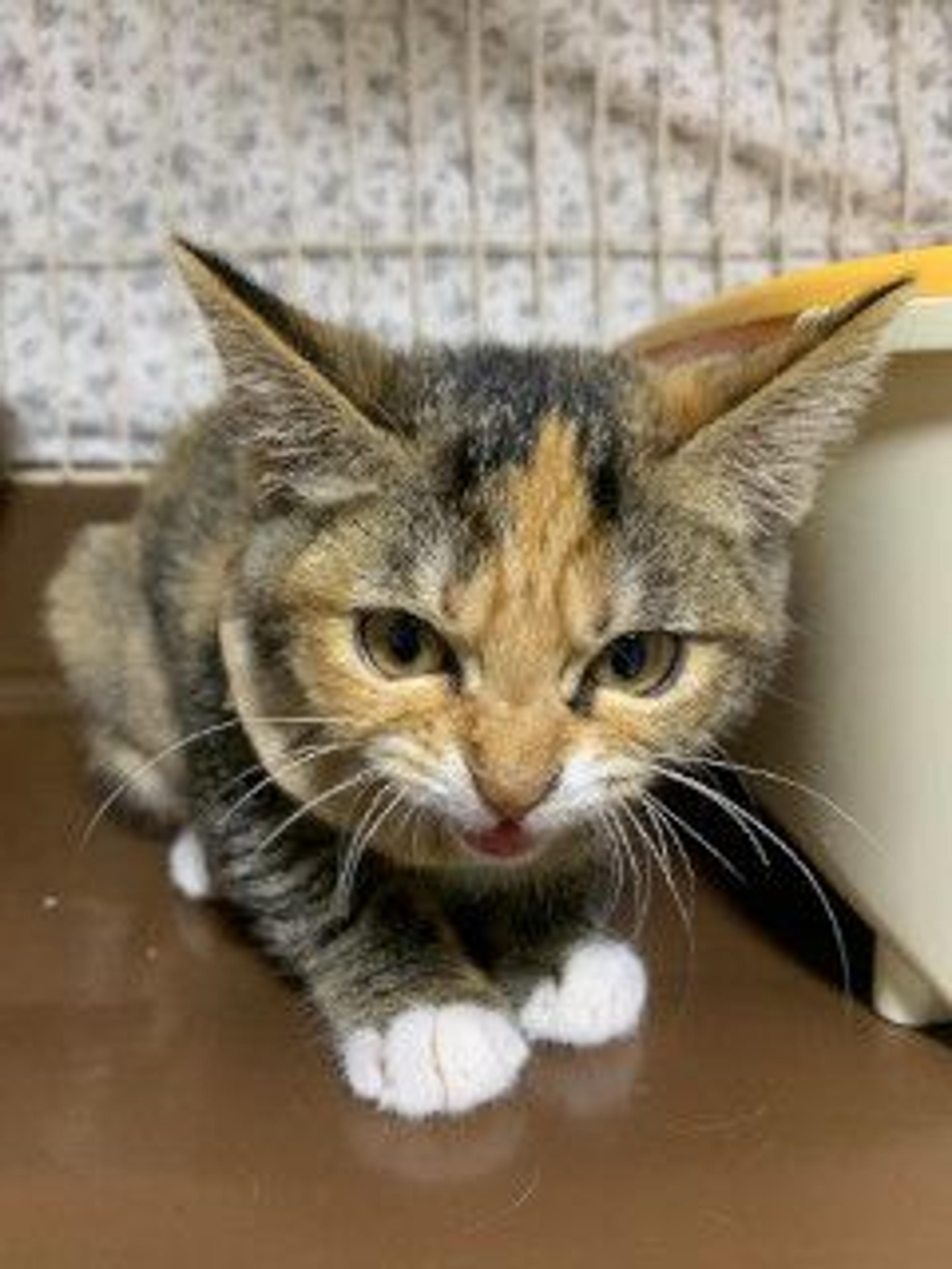 pet-image-6