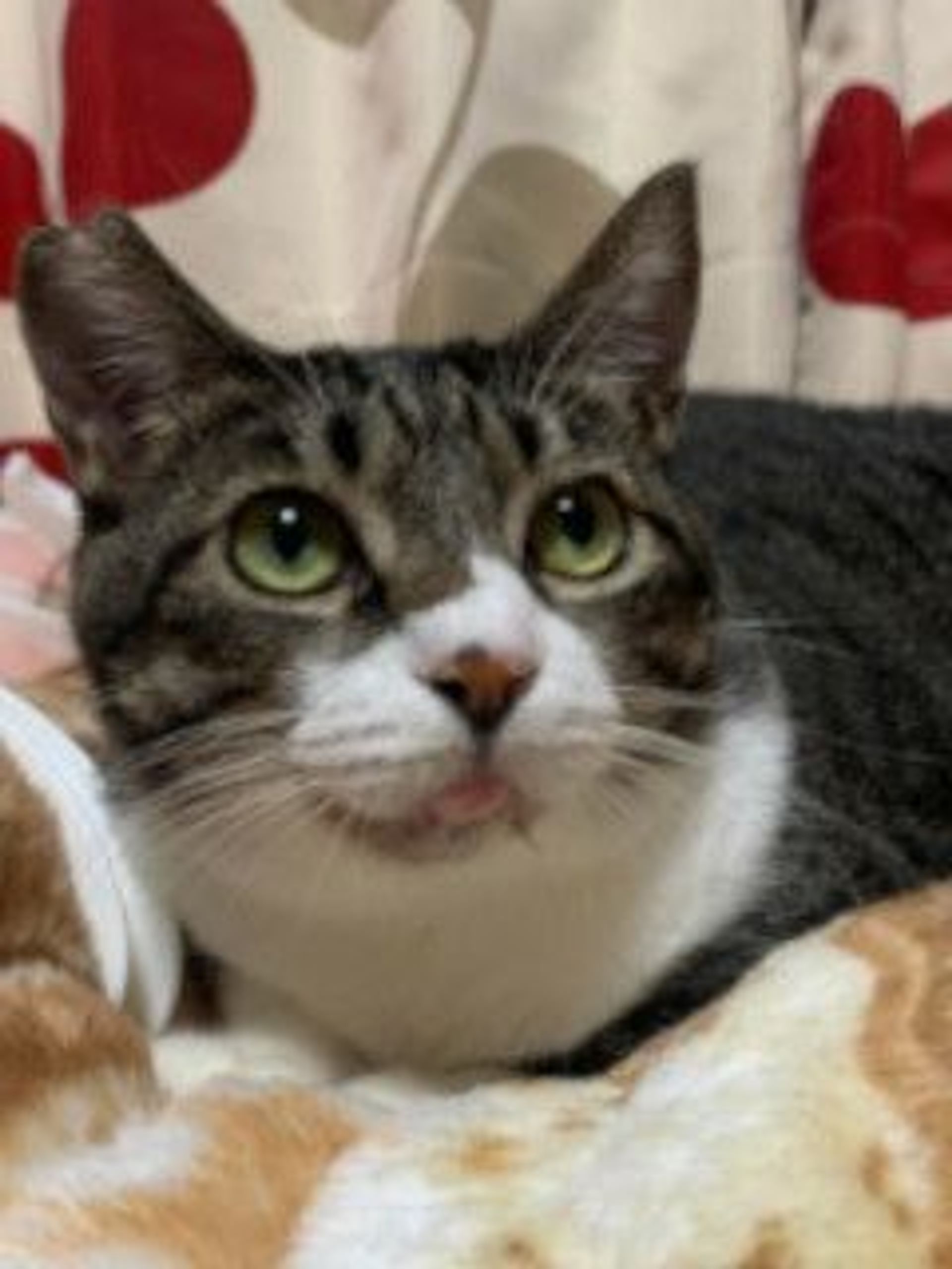 雑種（ミックス猫）・オスの里親募集の写真