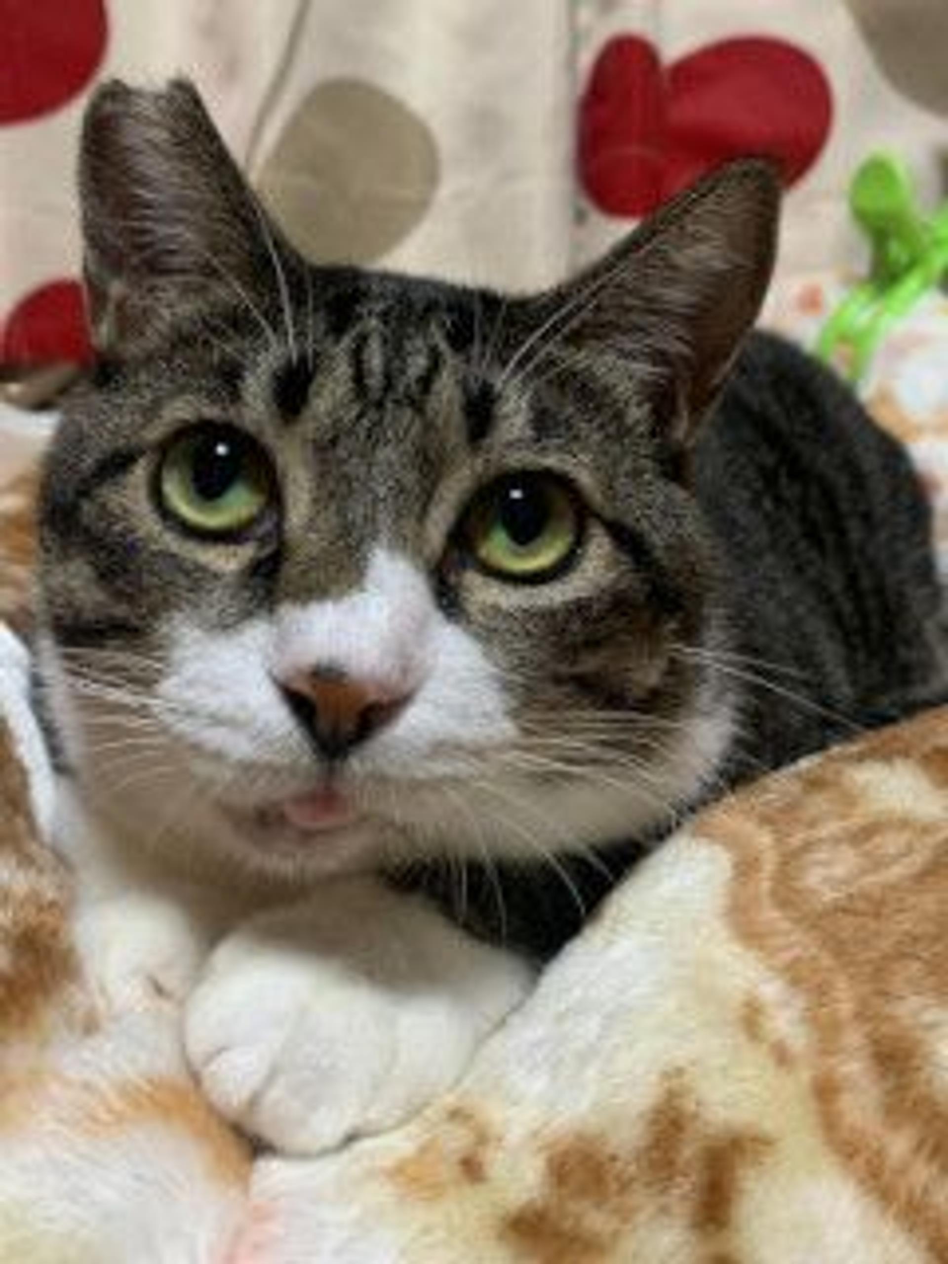 pet-image-3