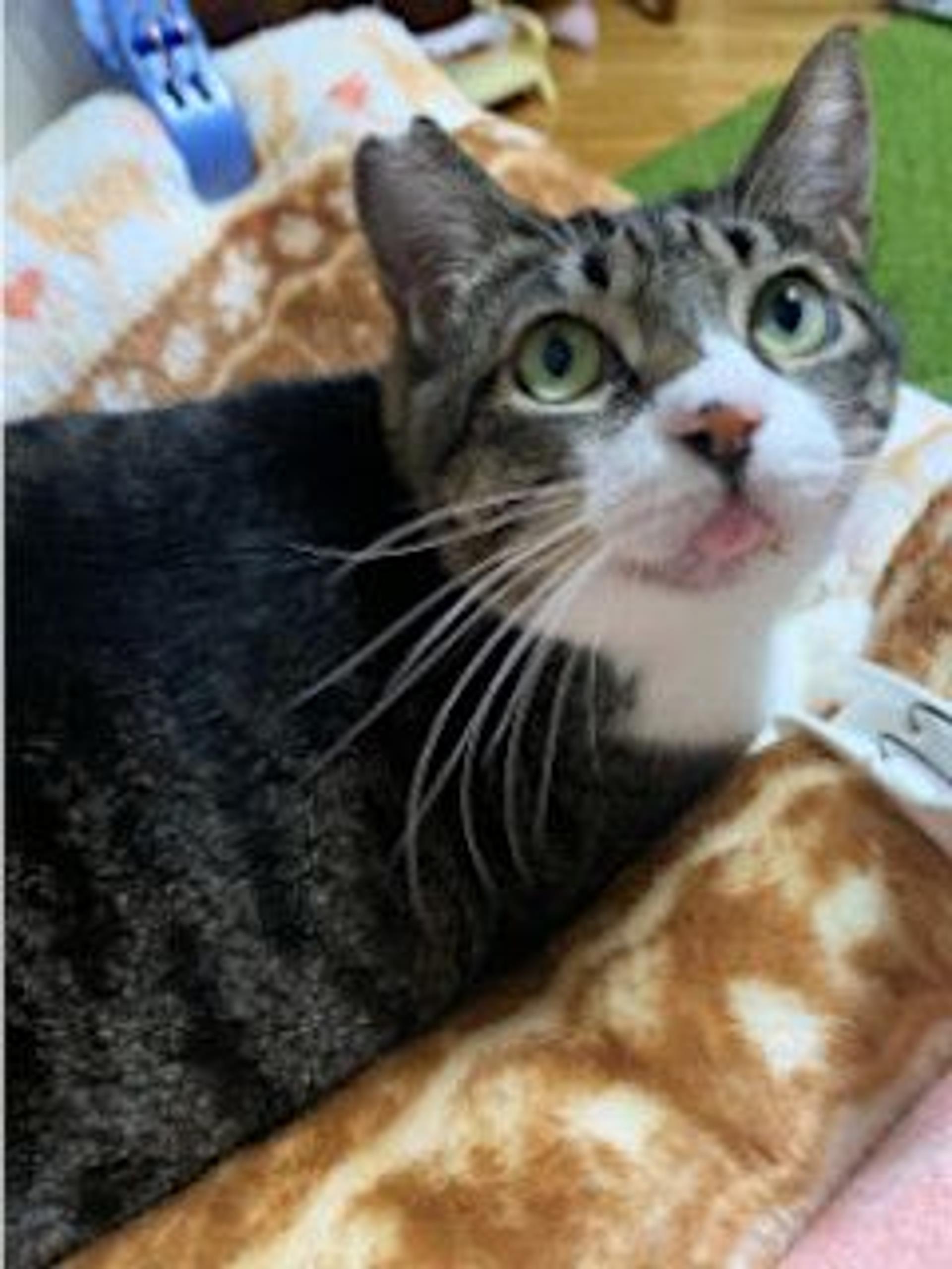 pet-image-5