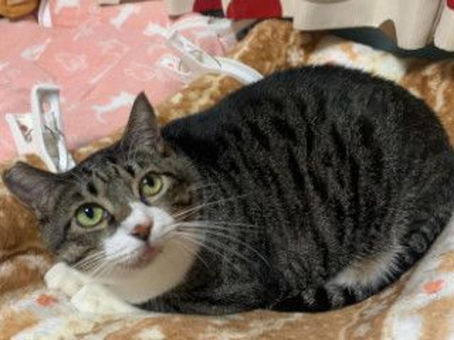 pet-image-6