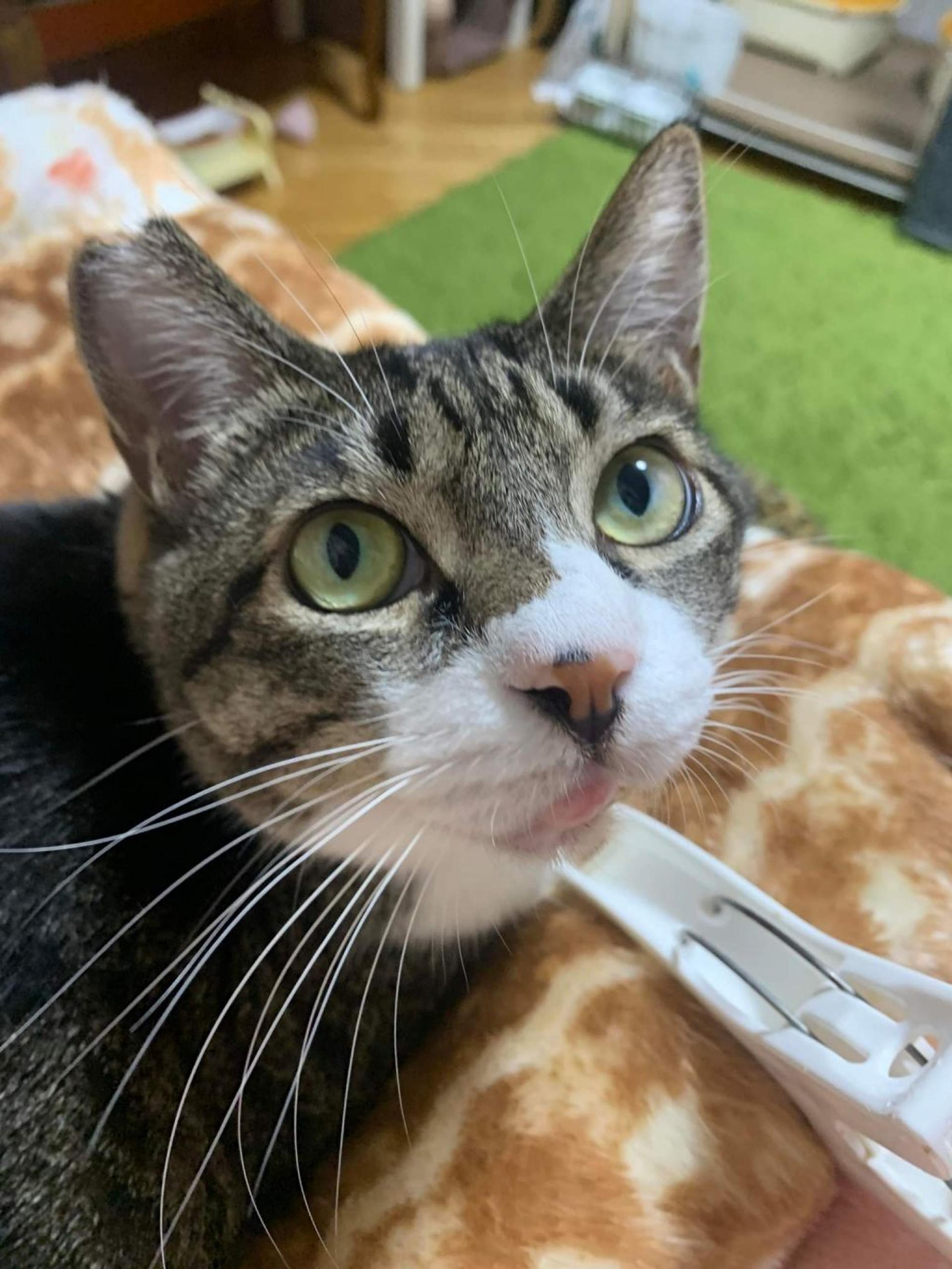 pet-image-2
