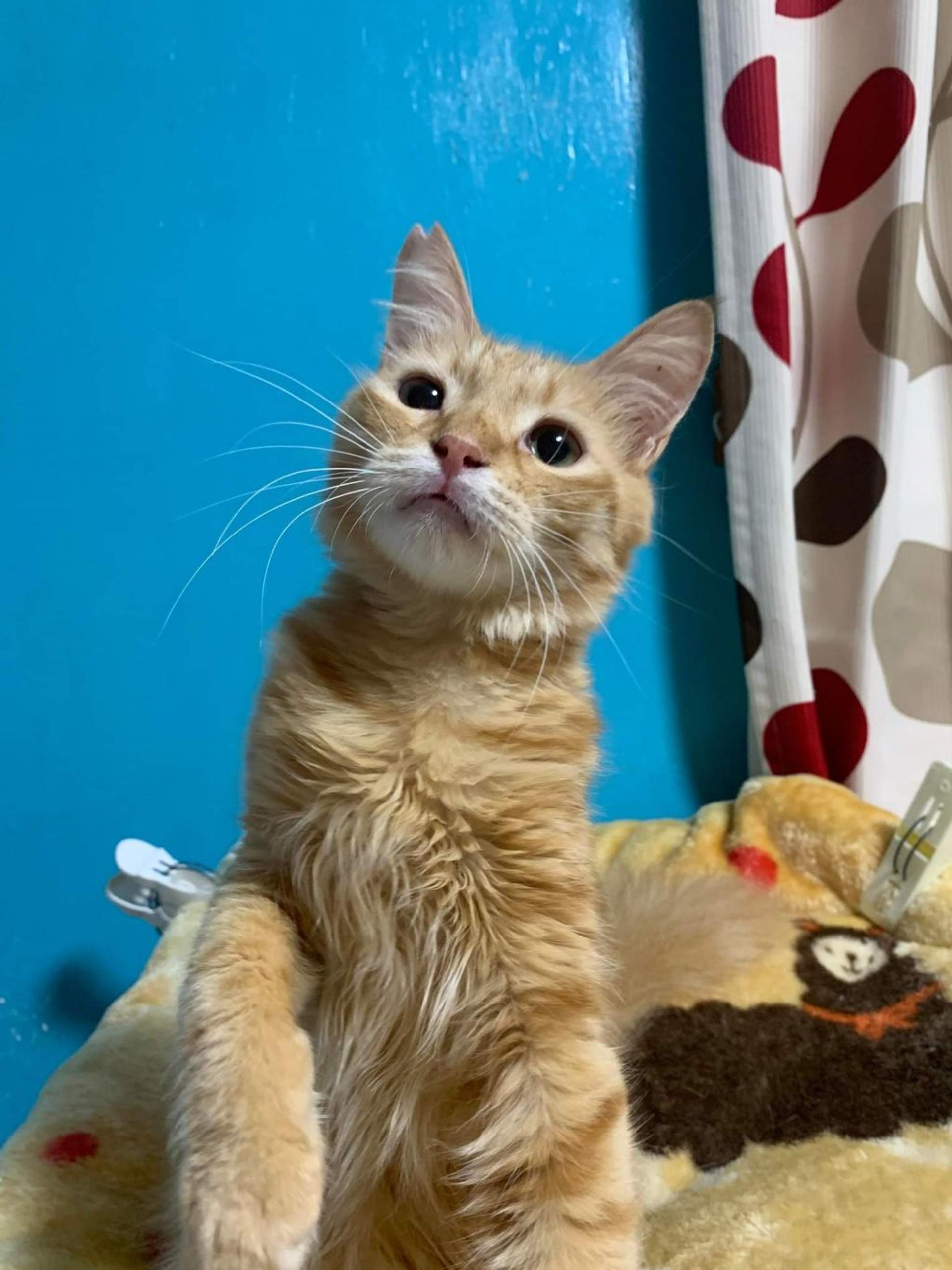 pet-image-4