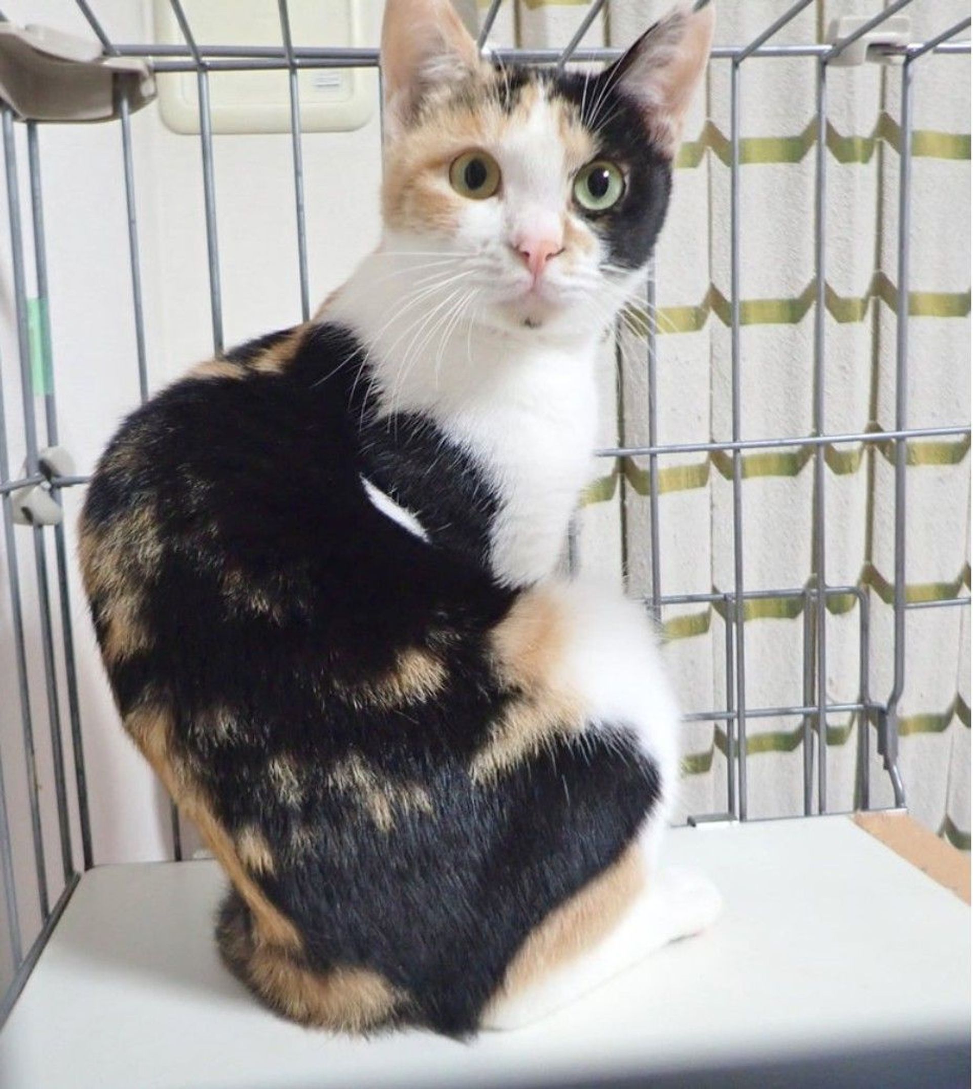 日本猫・メスの里親募集の写真