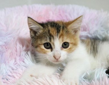 キーちゃん