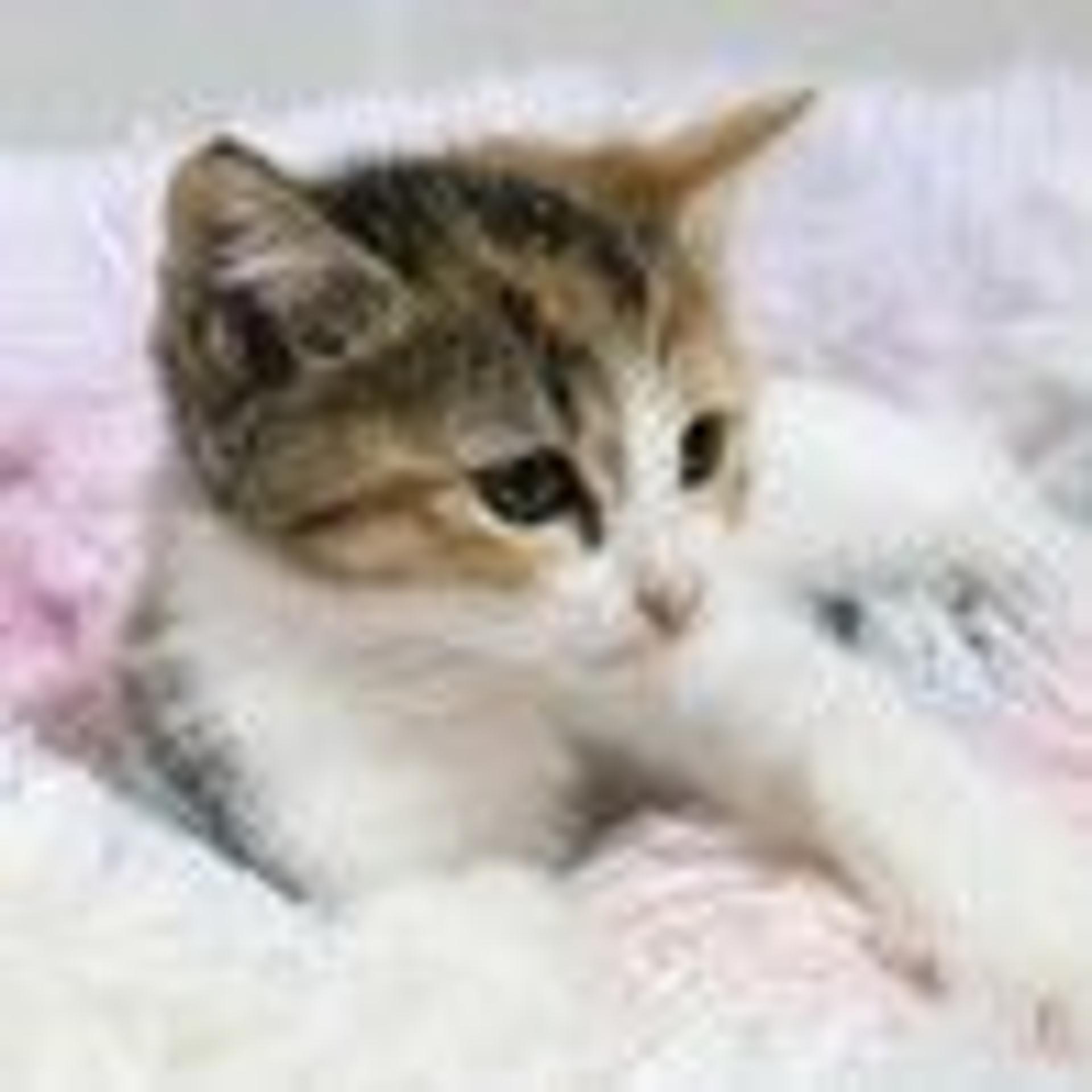 pet-image-2