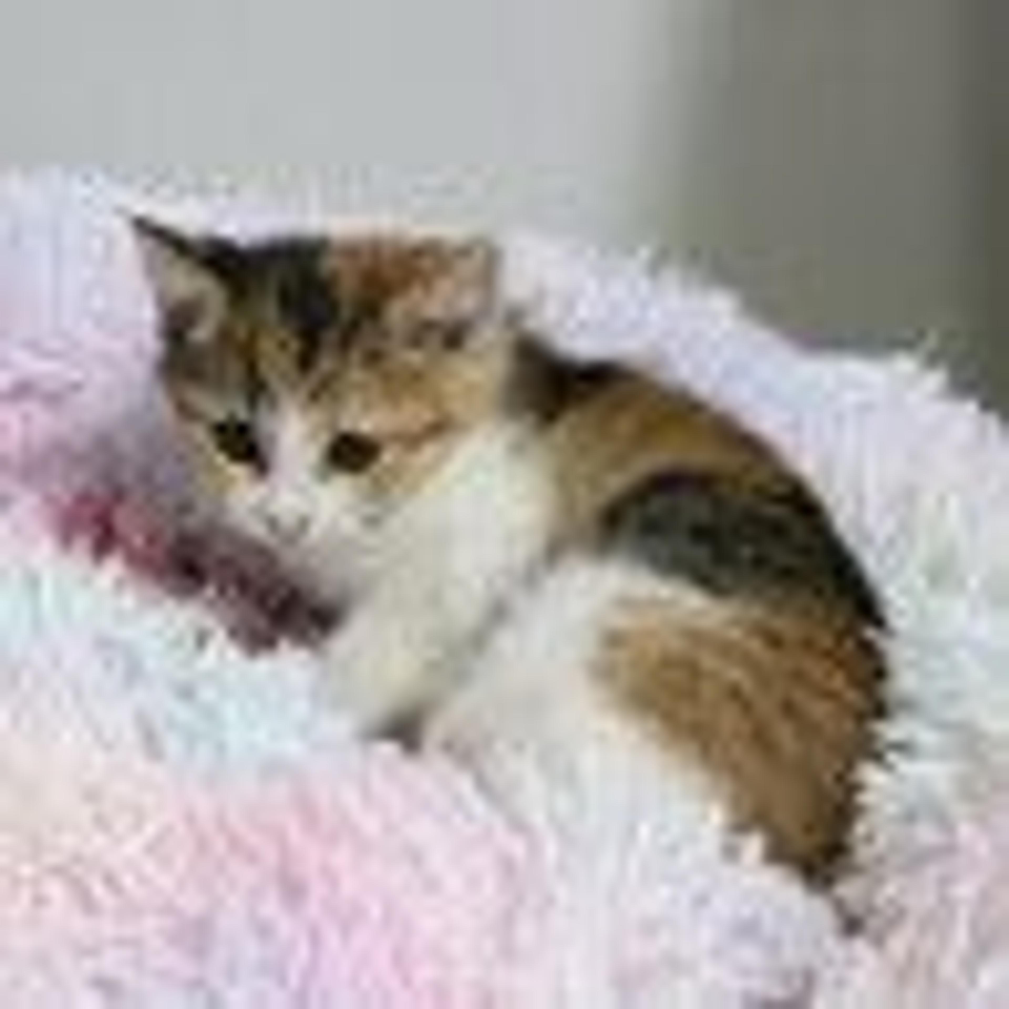 pet-image-3