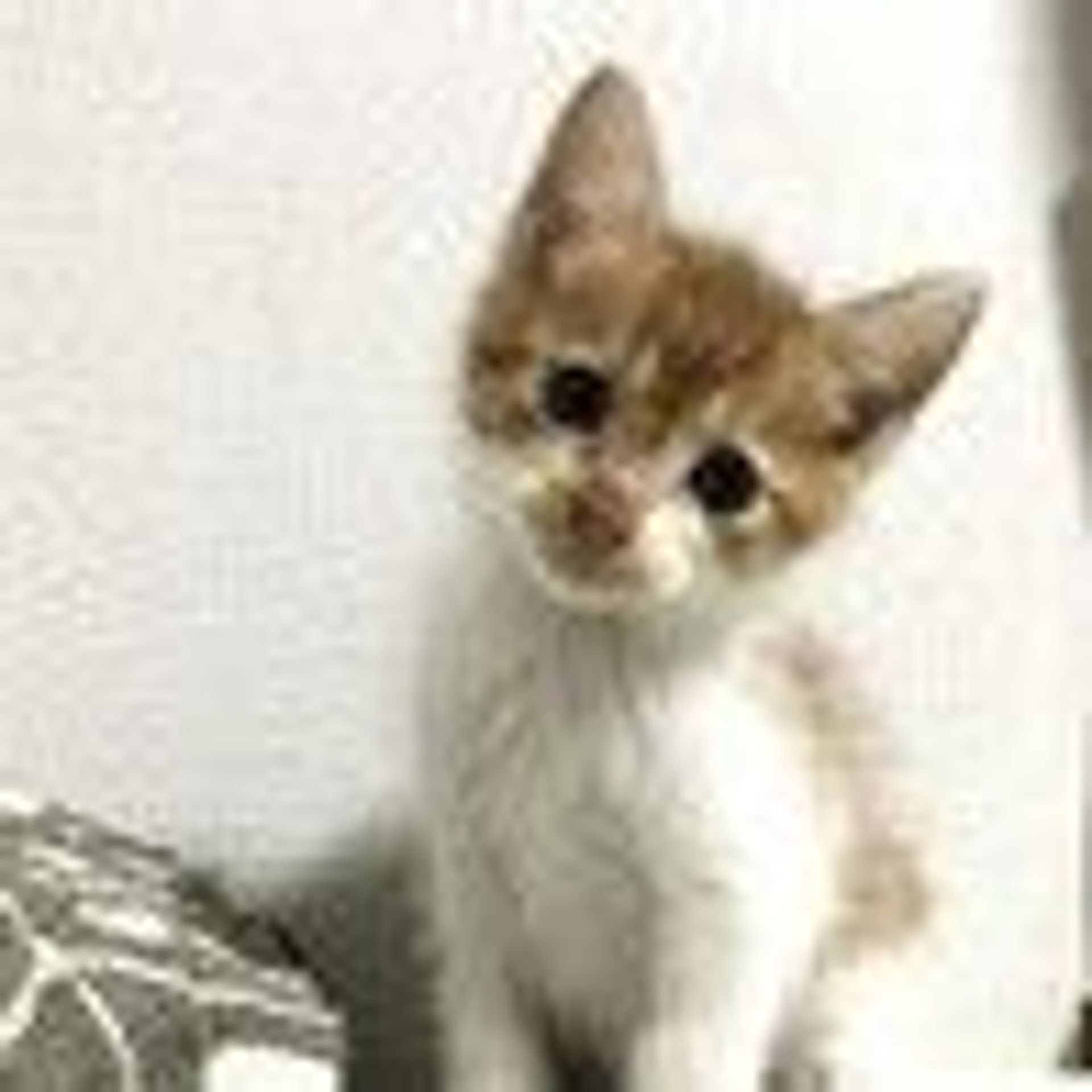 雑種（ミックス猫）・オスの里親募集の写真