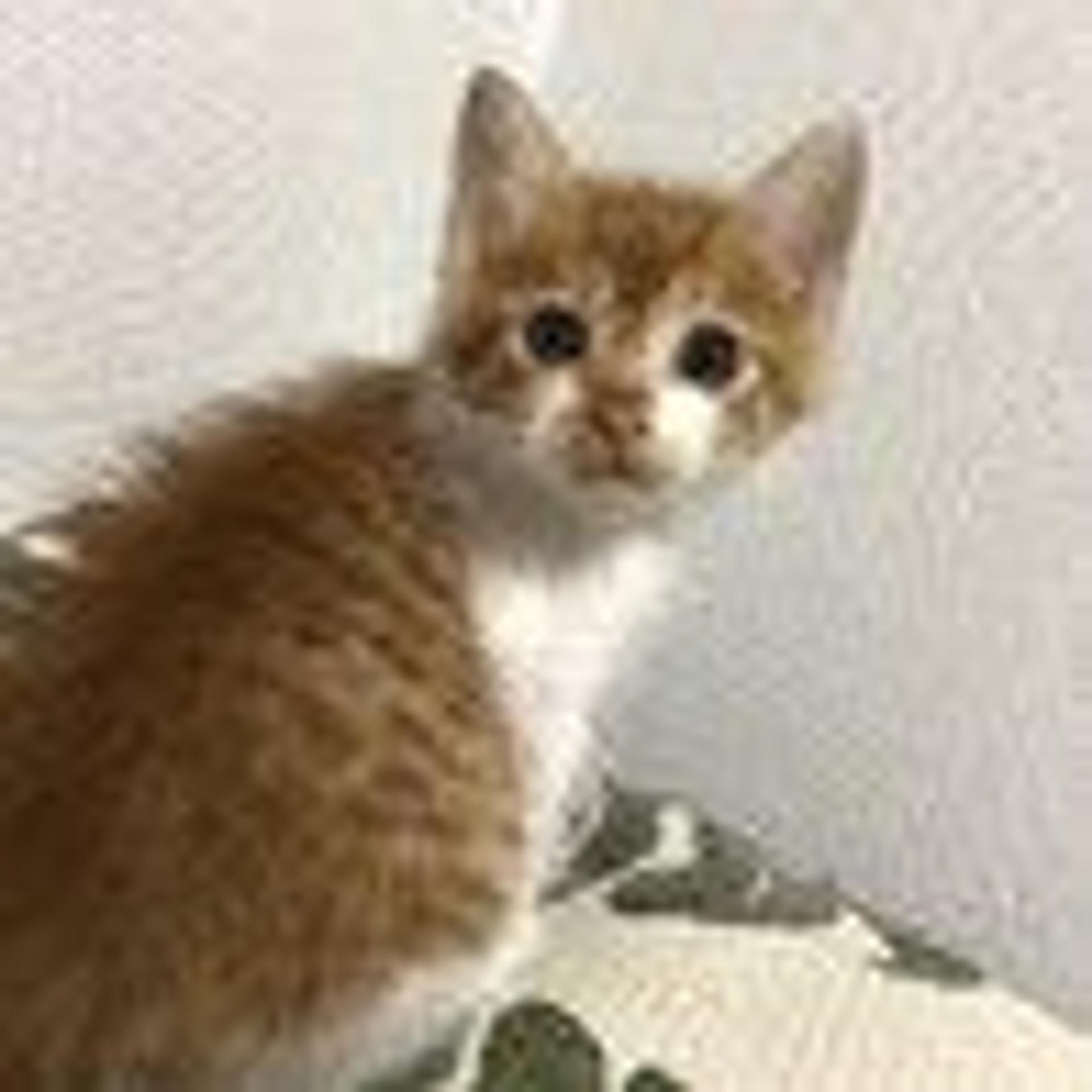 pet-image-3