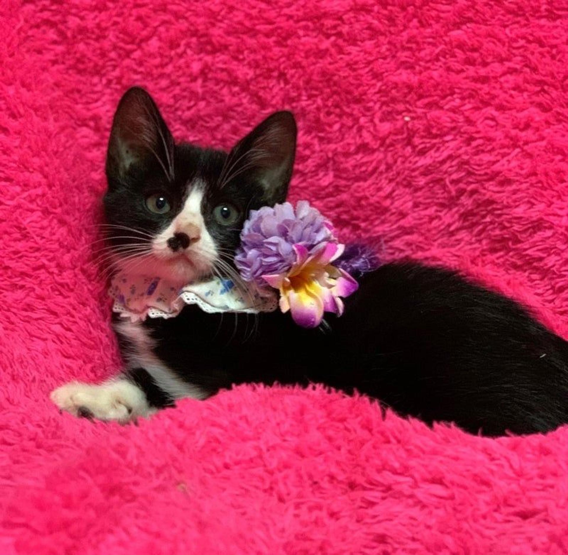 pet-image-3