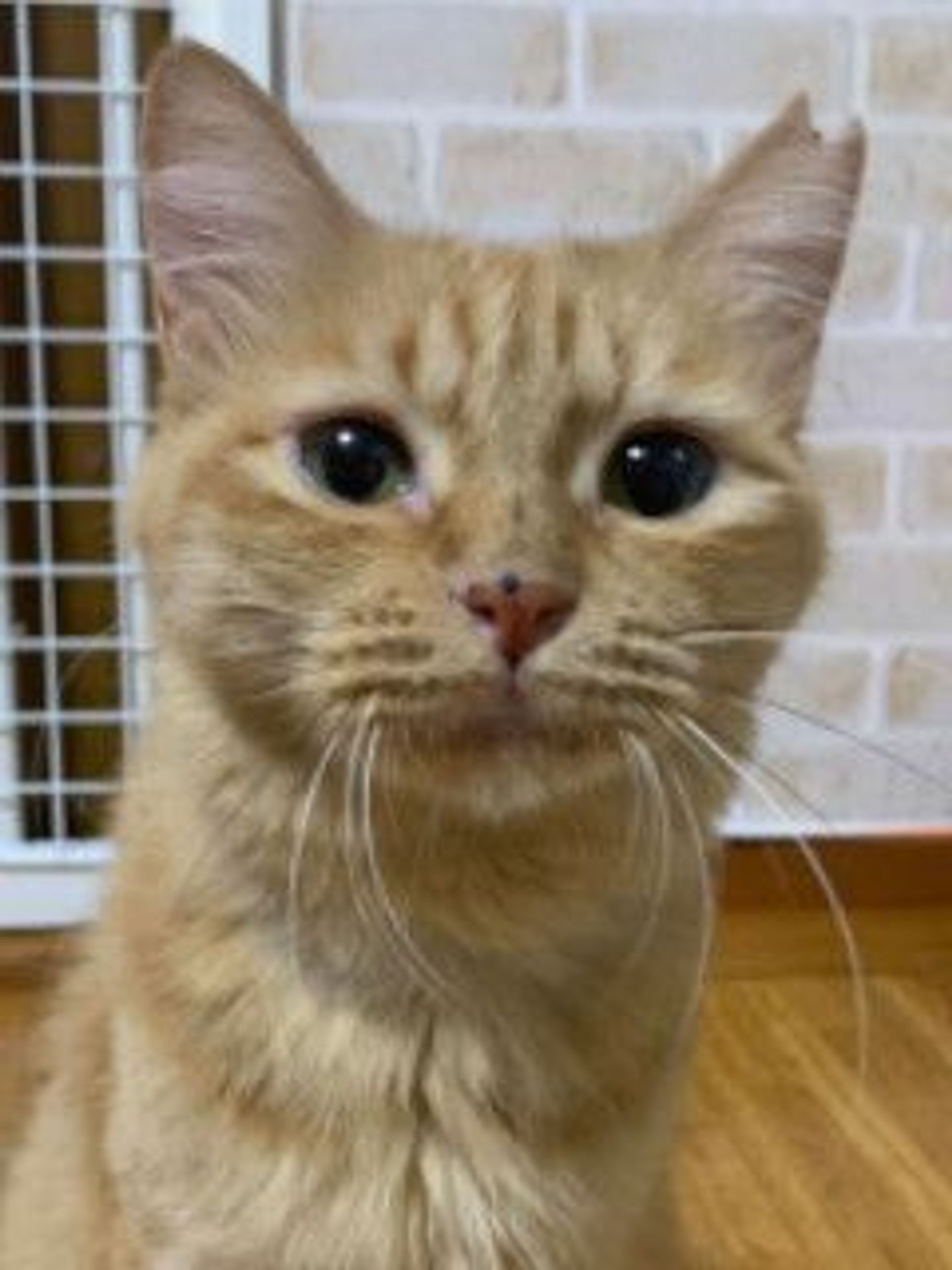 雑種（ミックス猫）・メスの里親募集の写真