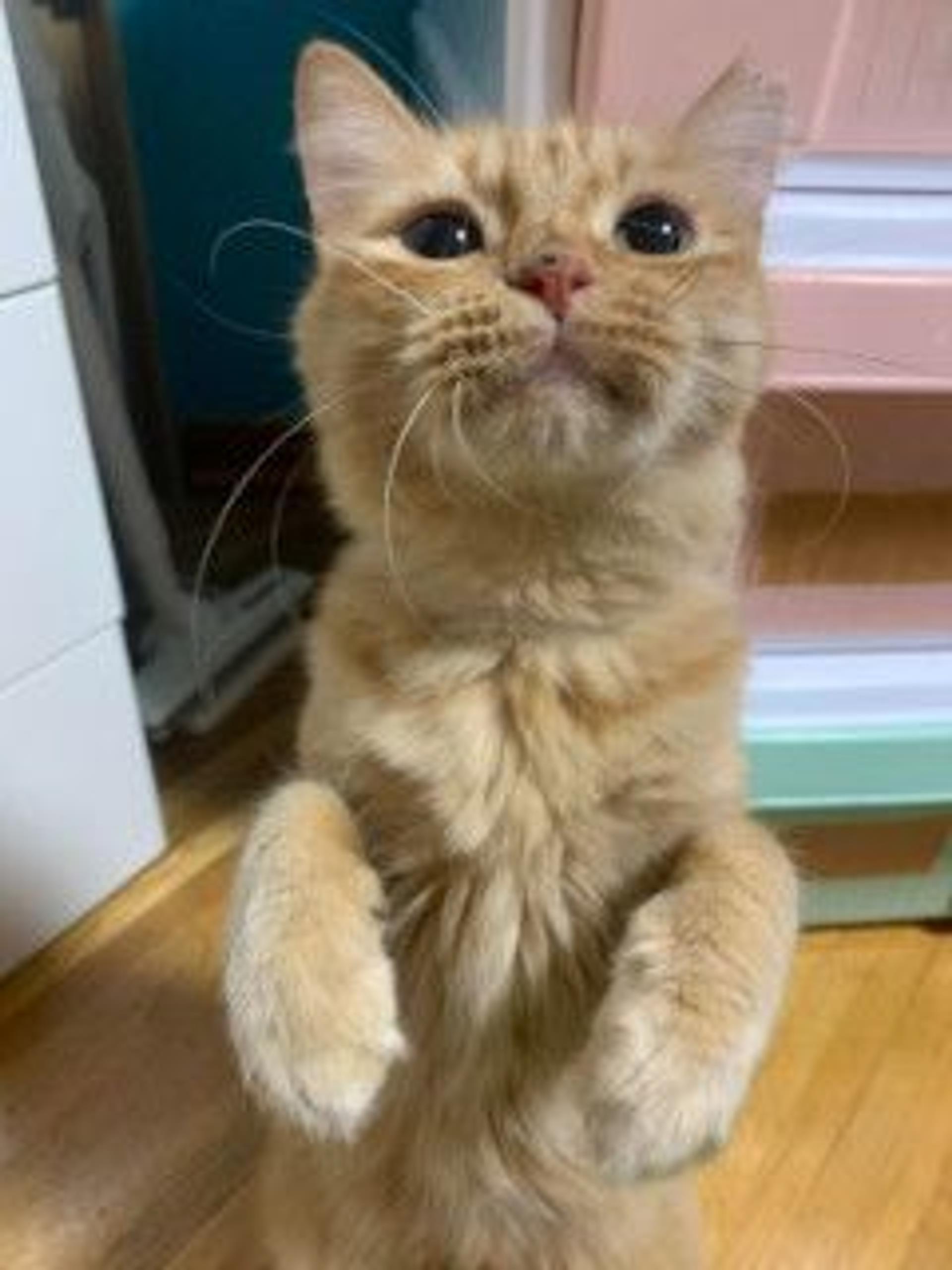 pet-image-5