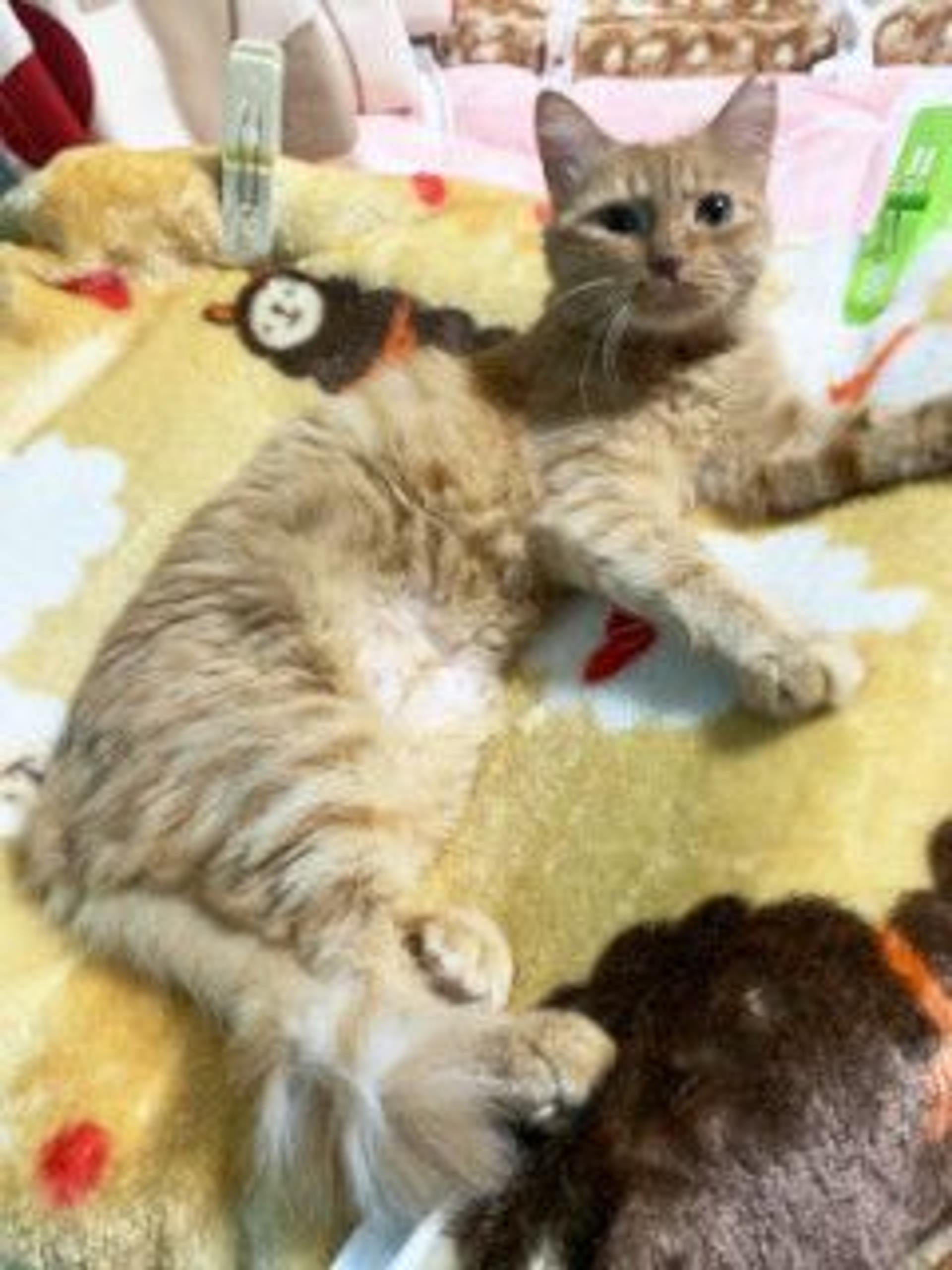 pet-image-9