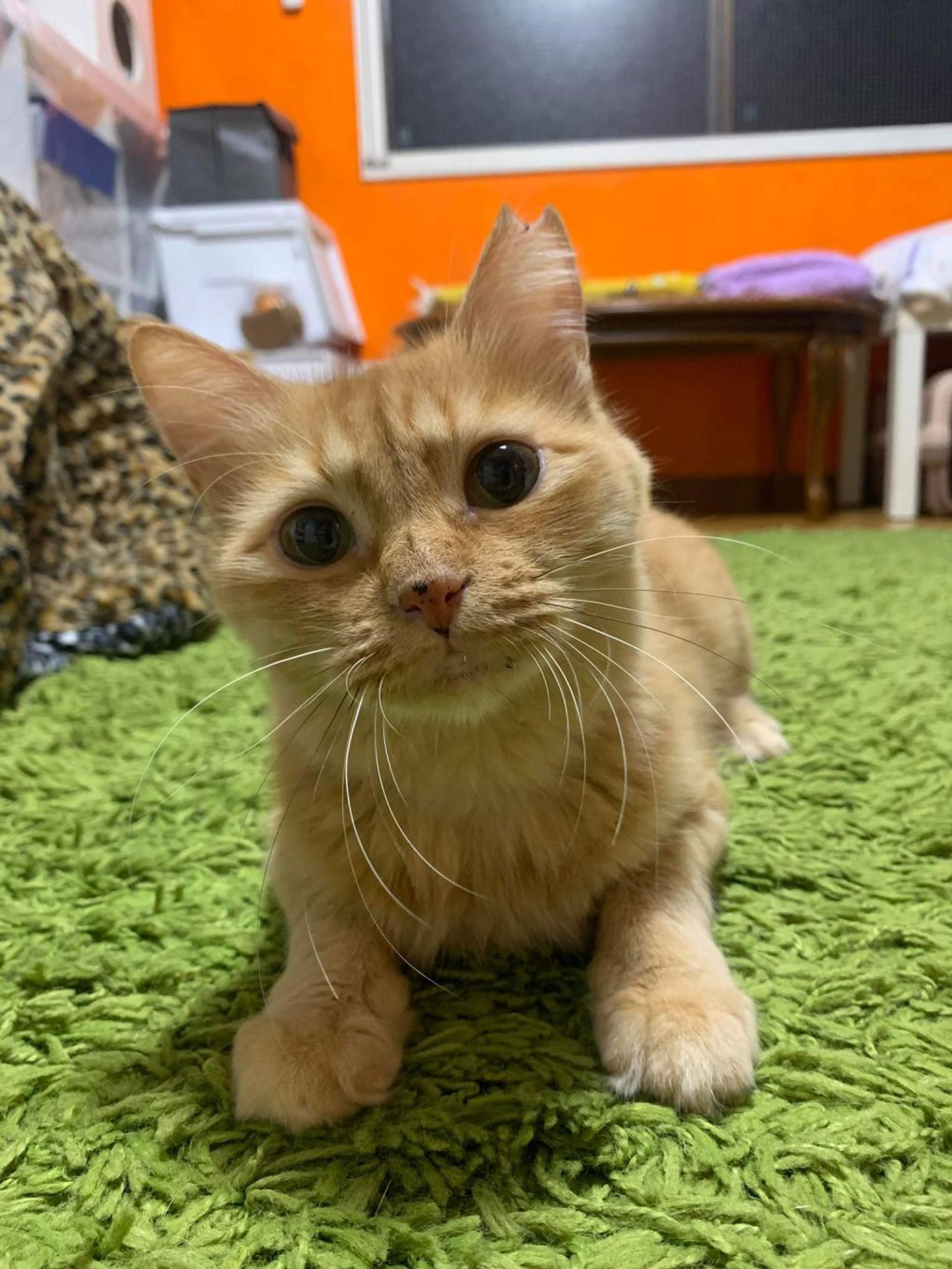 pet-image-6