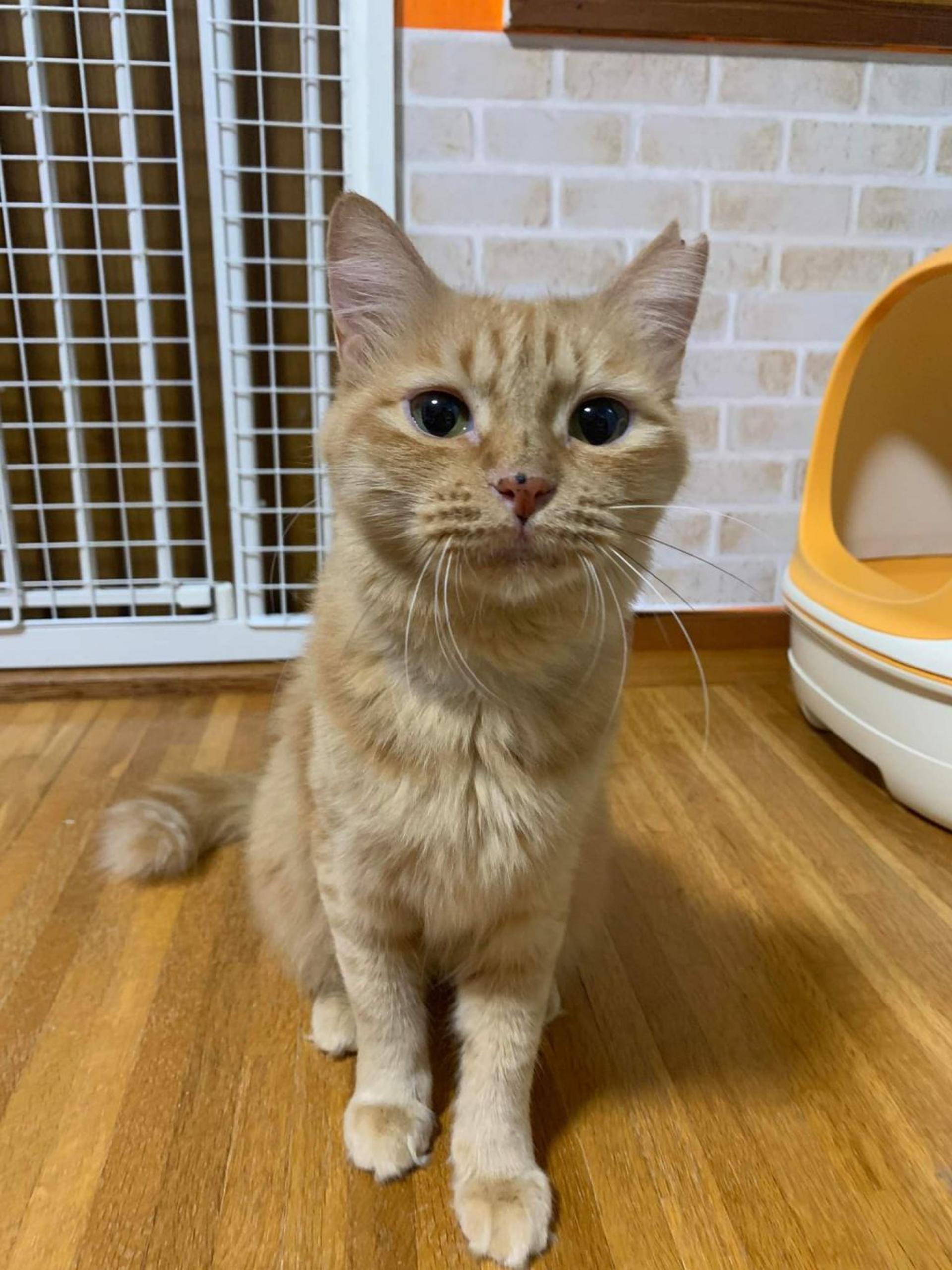 pet-image-8