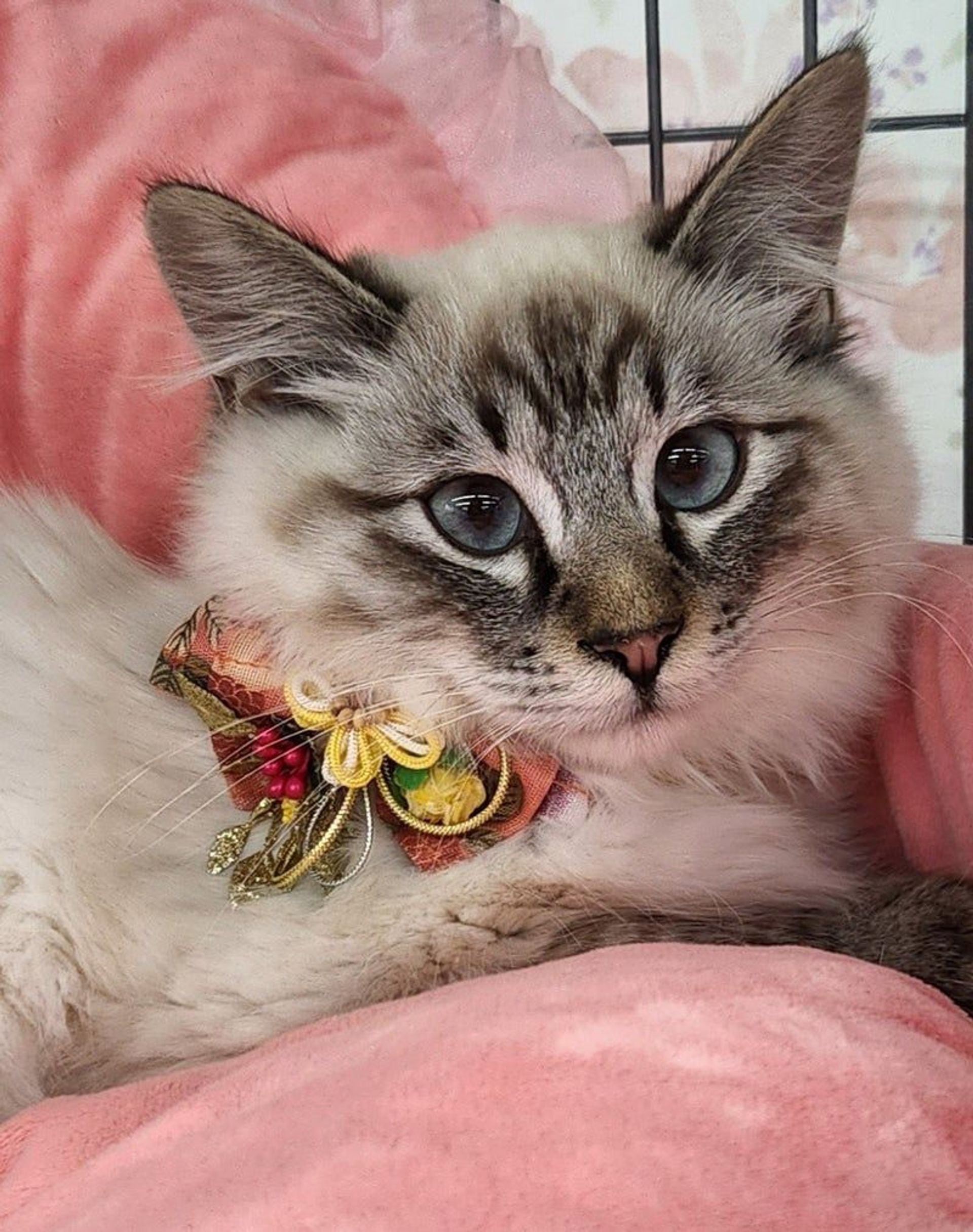 雑種（ミックス猫）・オスの里親募集の写真