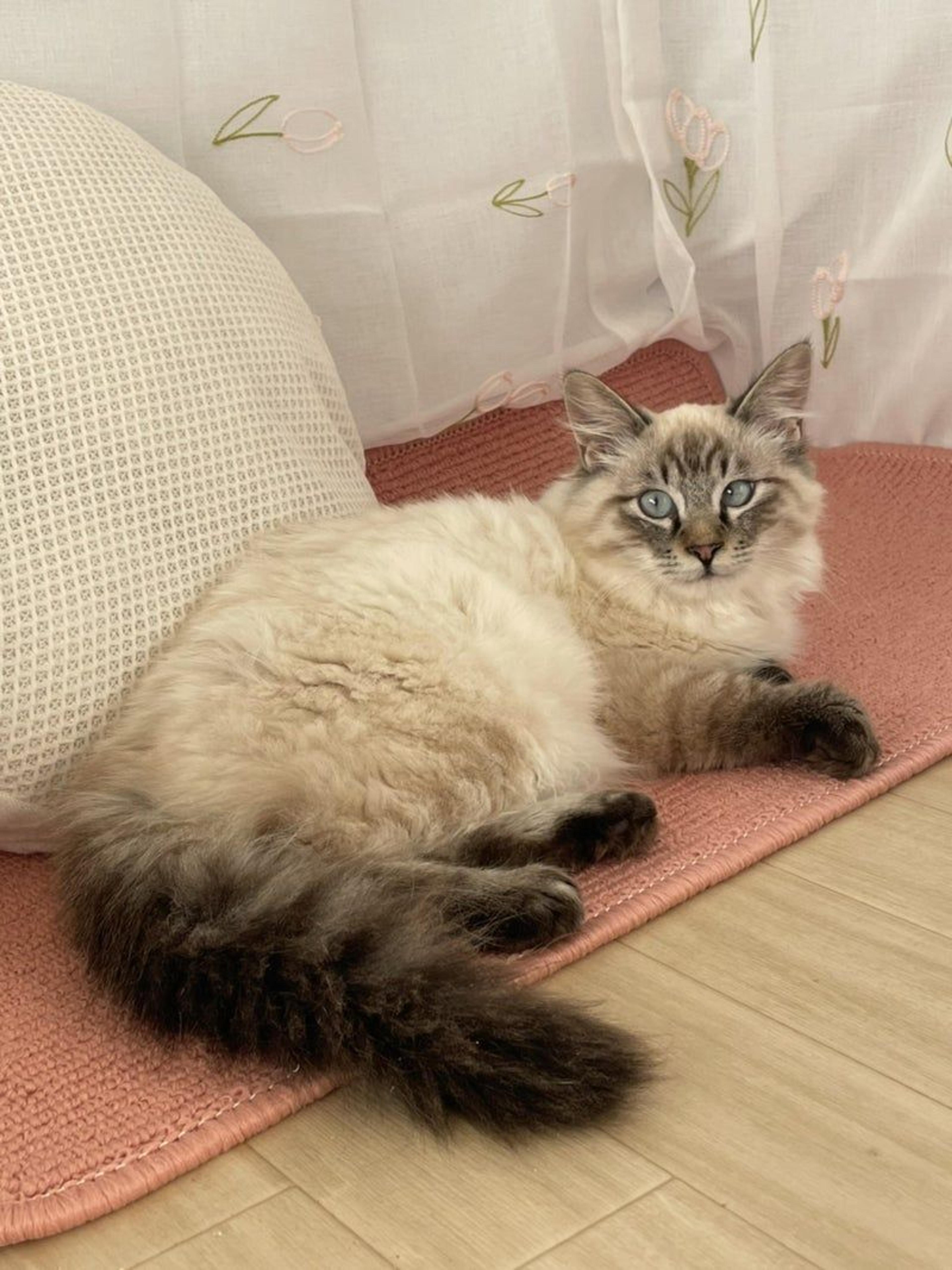 pet-image-2