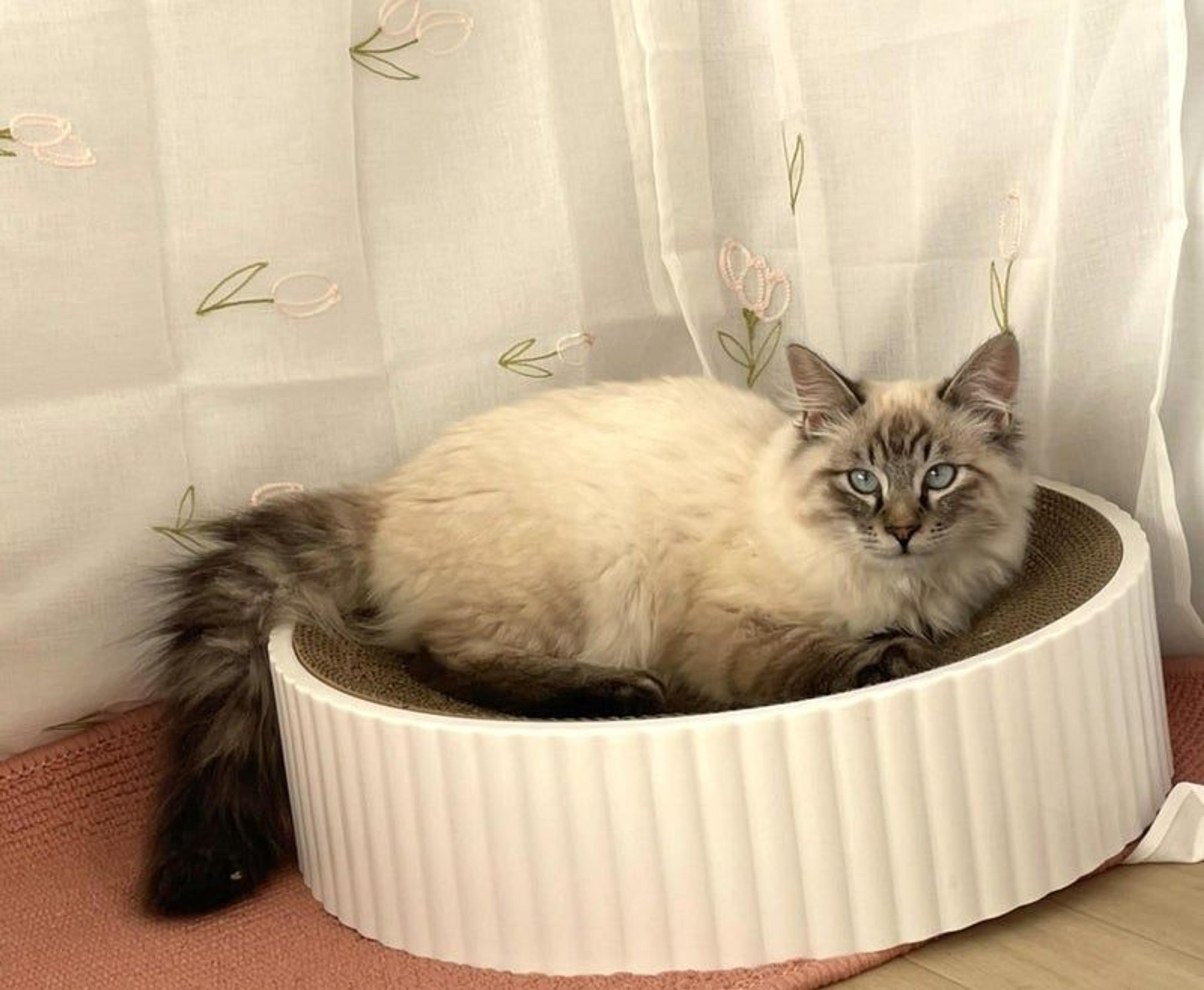pet-image-3