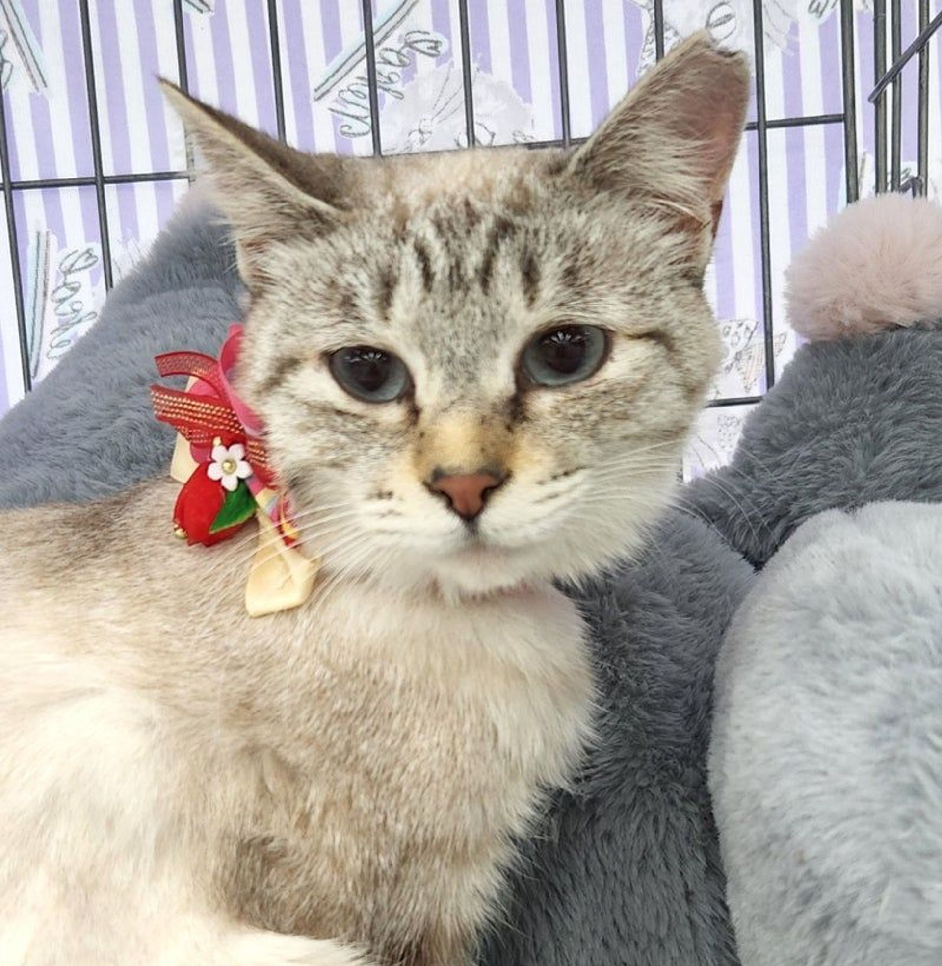 雑種（ミックス猫）・メスの里親募集の写真