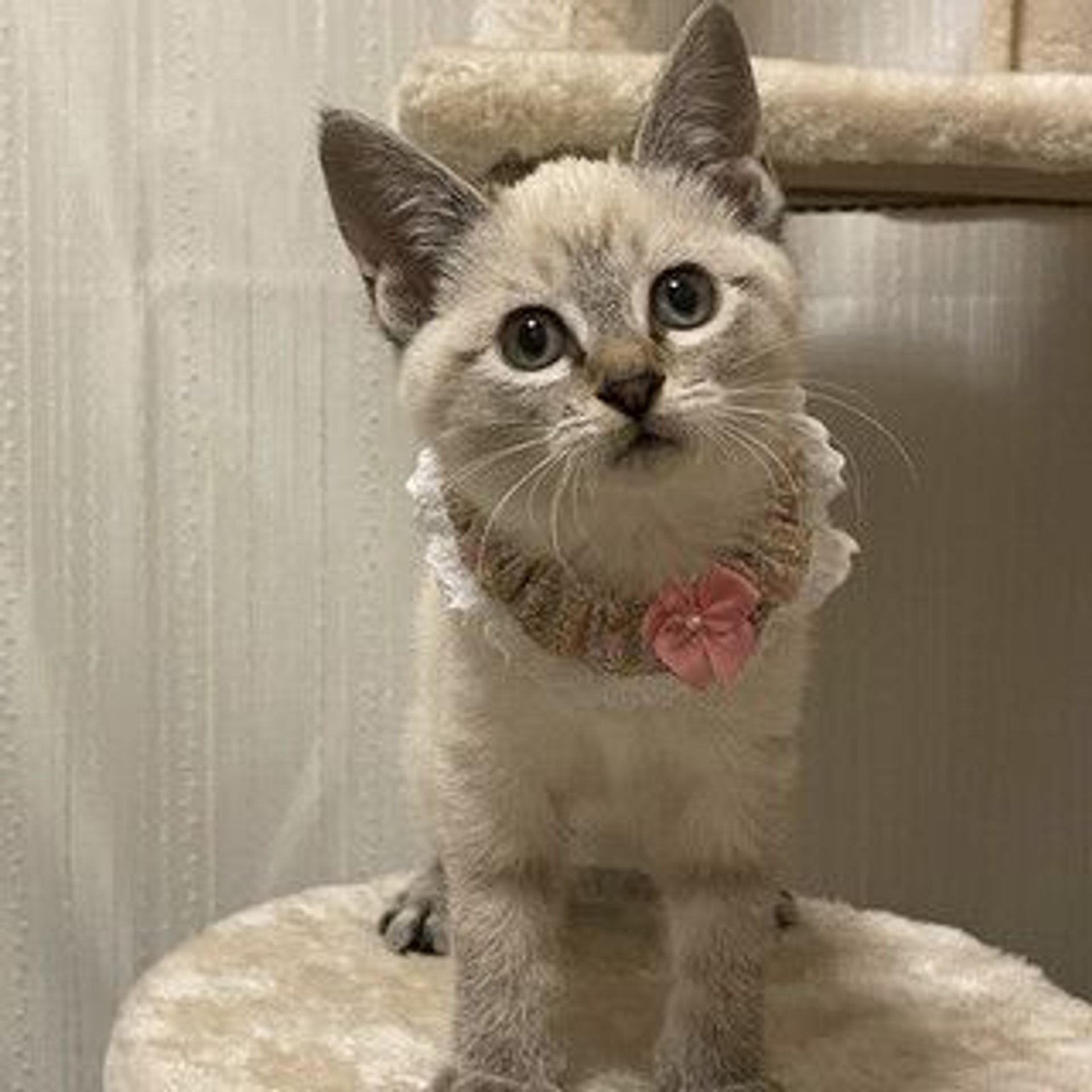 雑種（ミックス猫）・メスの里親募集の写真