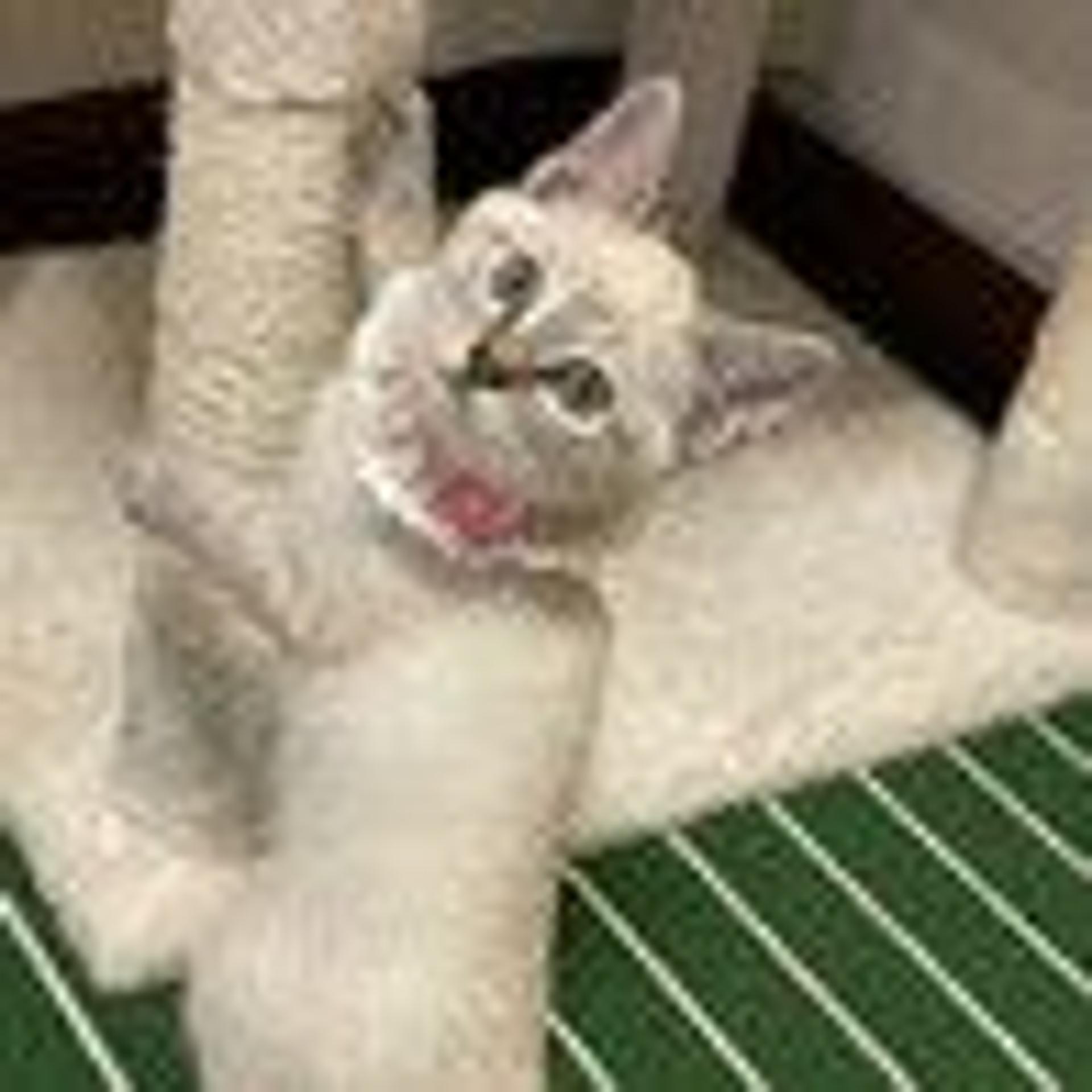 pet-image-3