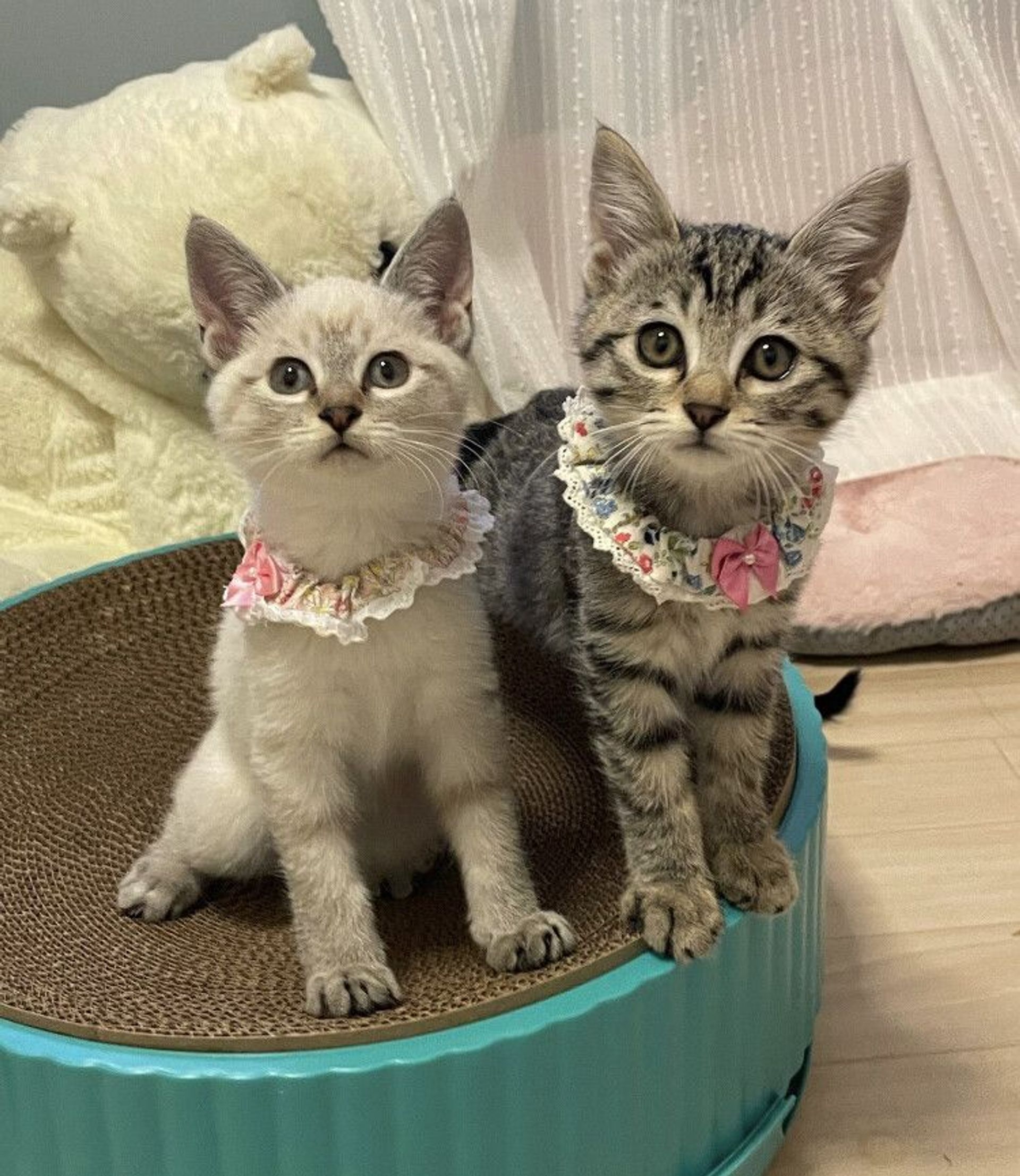 雑種（ミックス猫）・メスの里親募集の写真