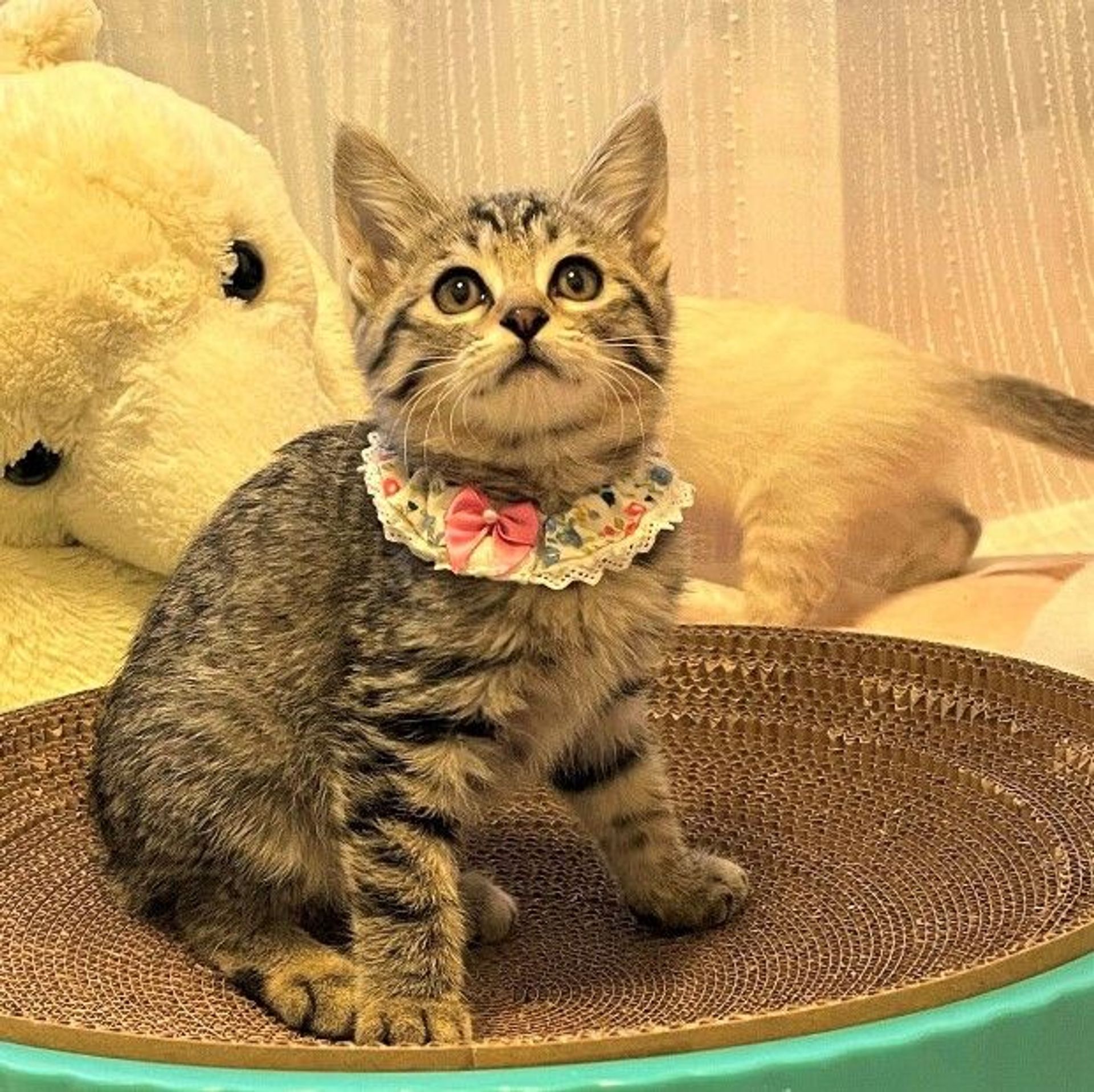 雑種（ミックス猫）・メスの里親募集の写真