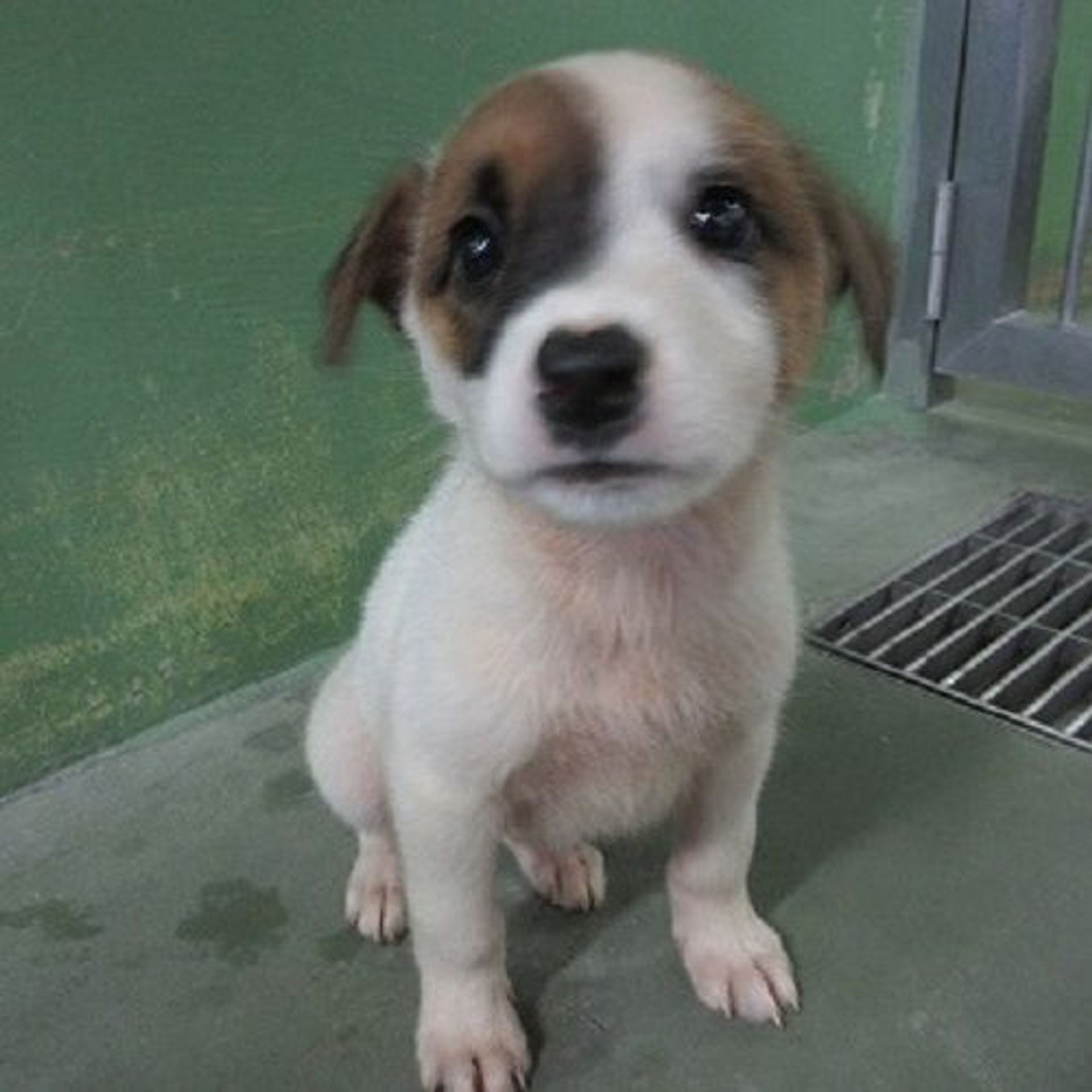 雑種（ミックス犬）・オスの里親募集の写真