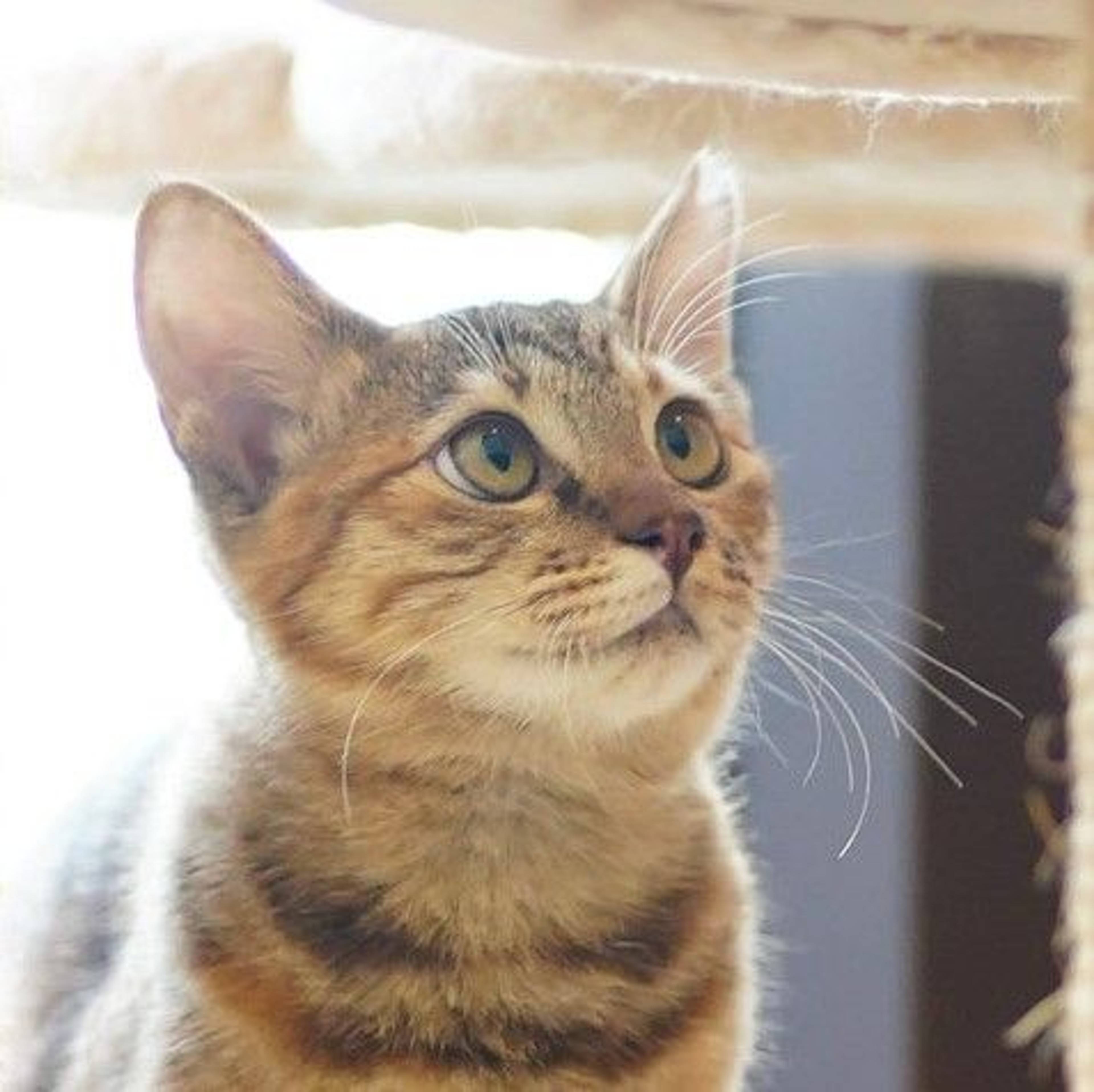 日本猫・メスの里親募集の写真