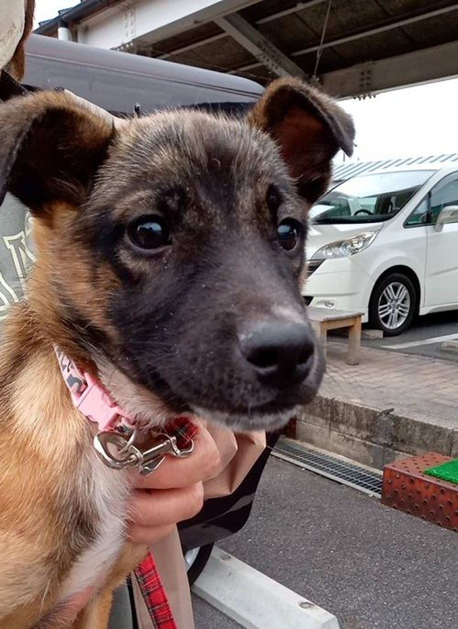雑種（ミックス犬）・オスの里親募集の写真