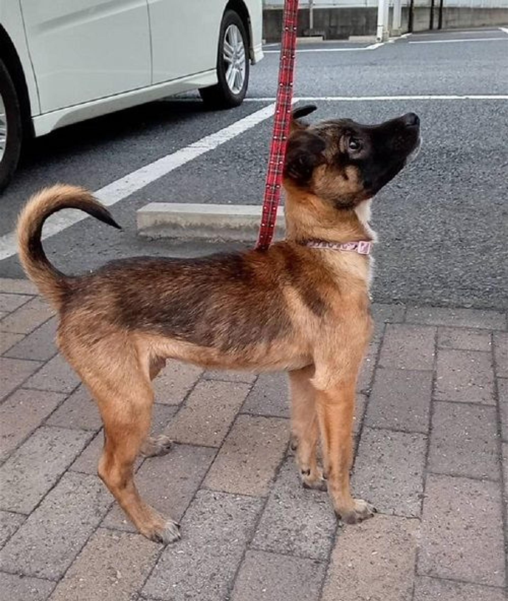 pet-image-2