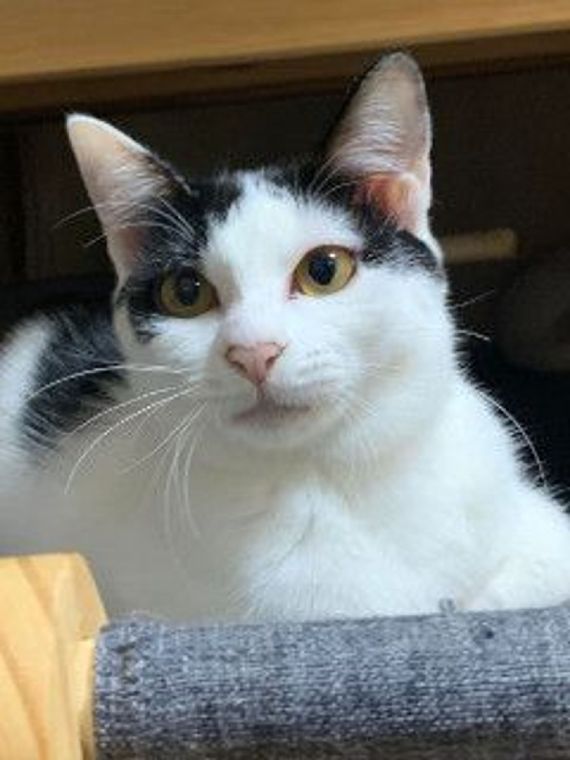 雑種（ミックス猫）・メスの里親募集の写真