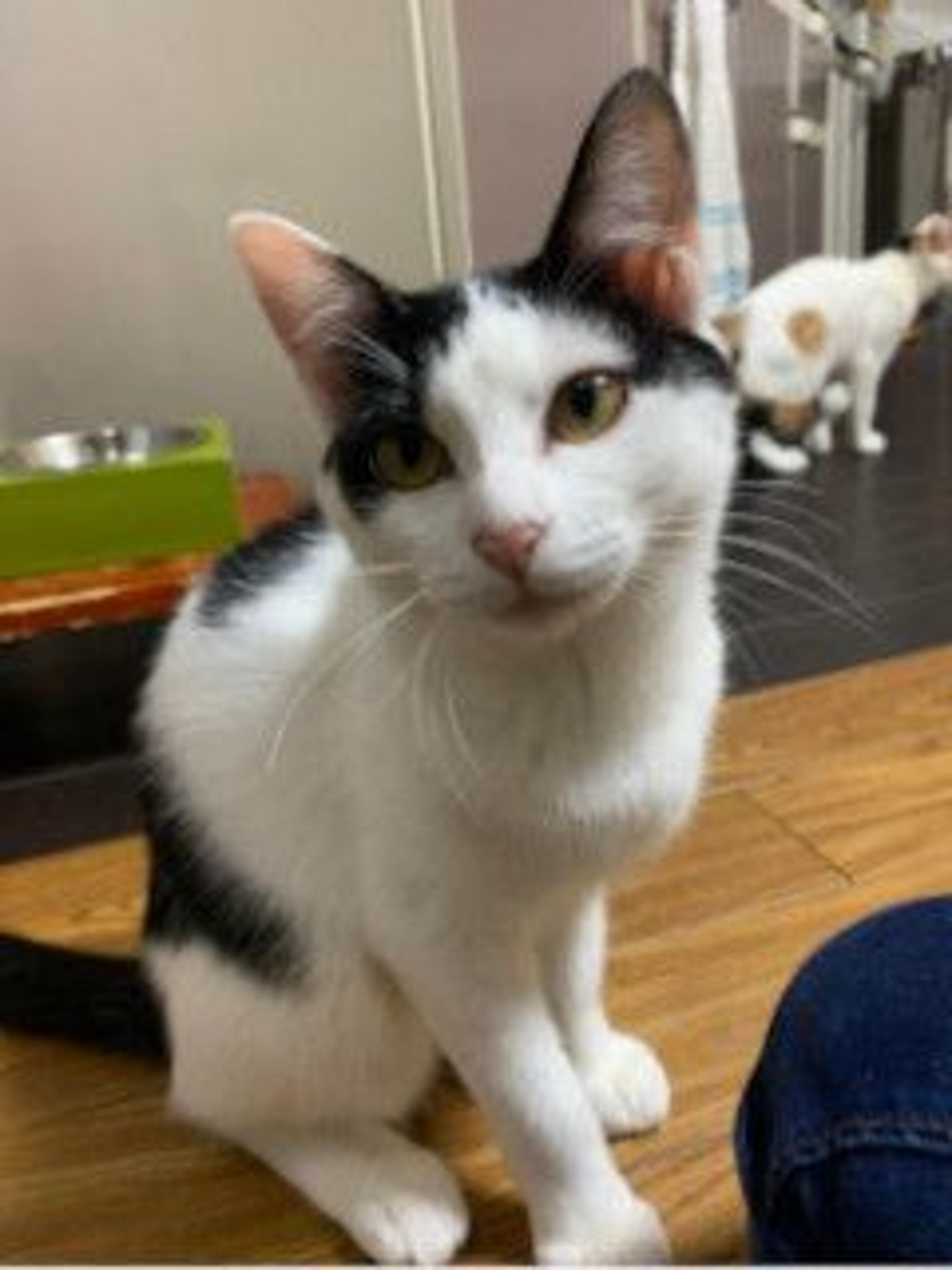 pet-image-3