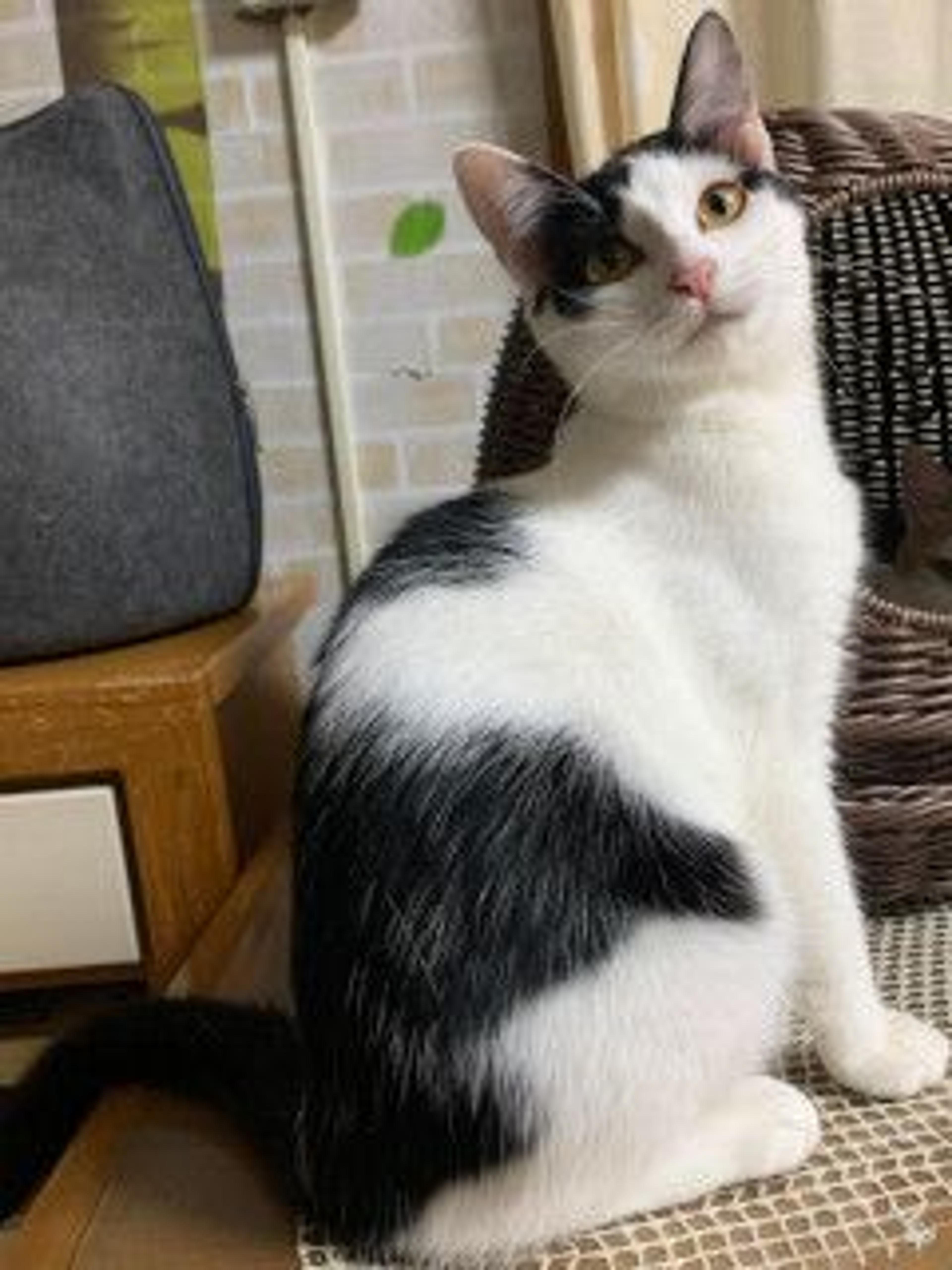 pet-image-5
