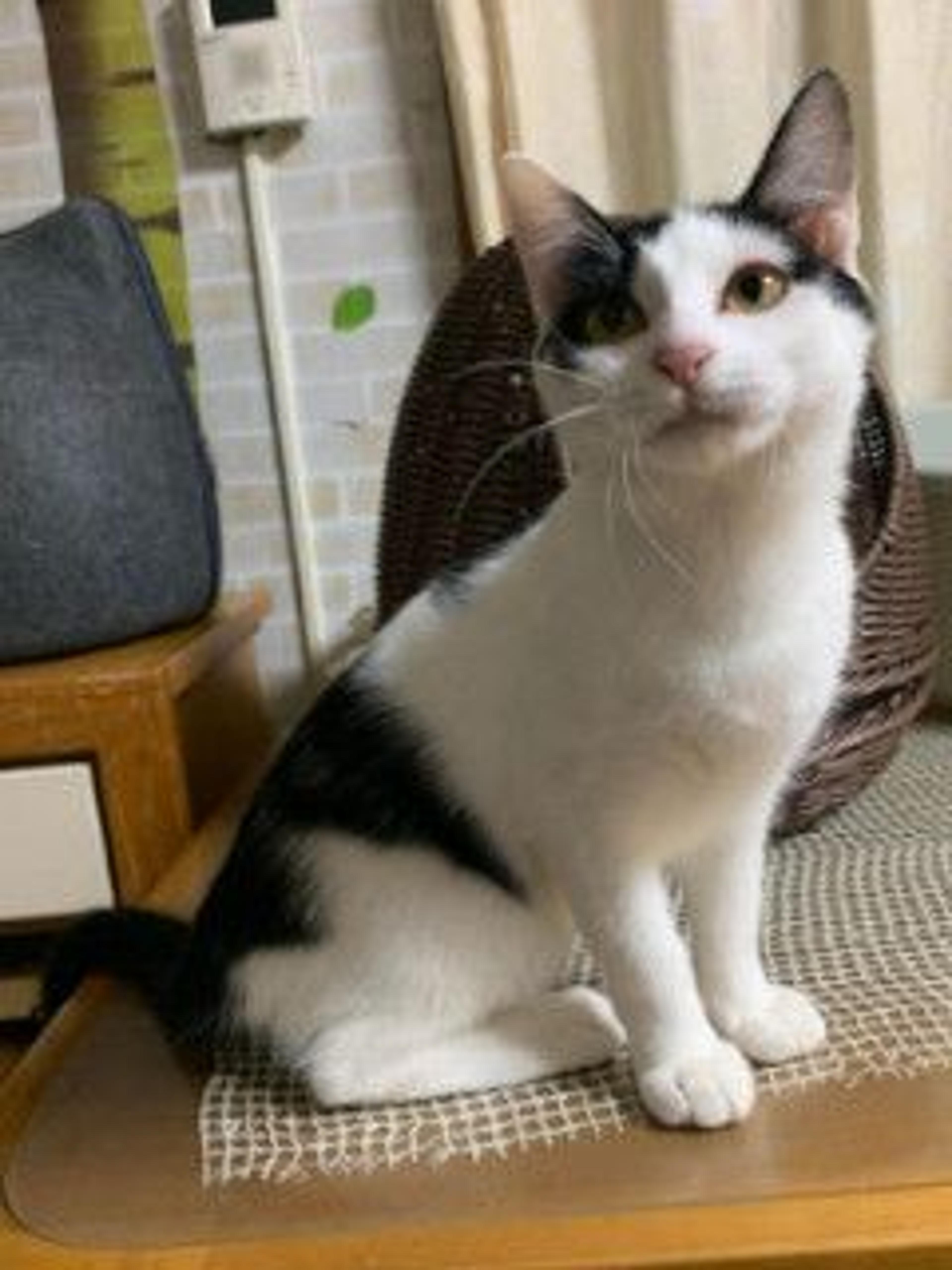 pet-image-7