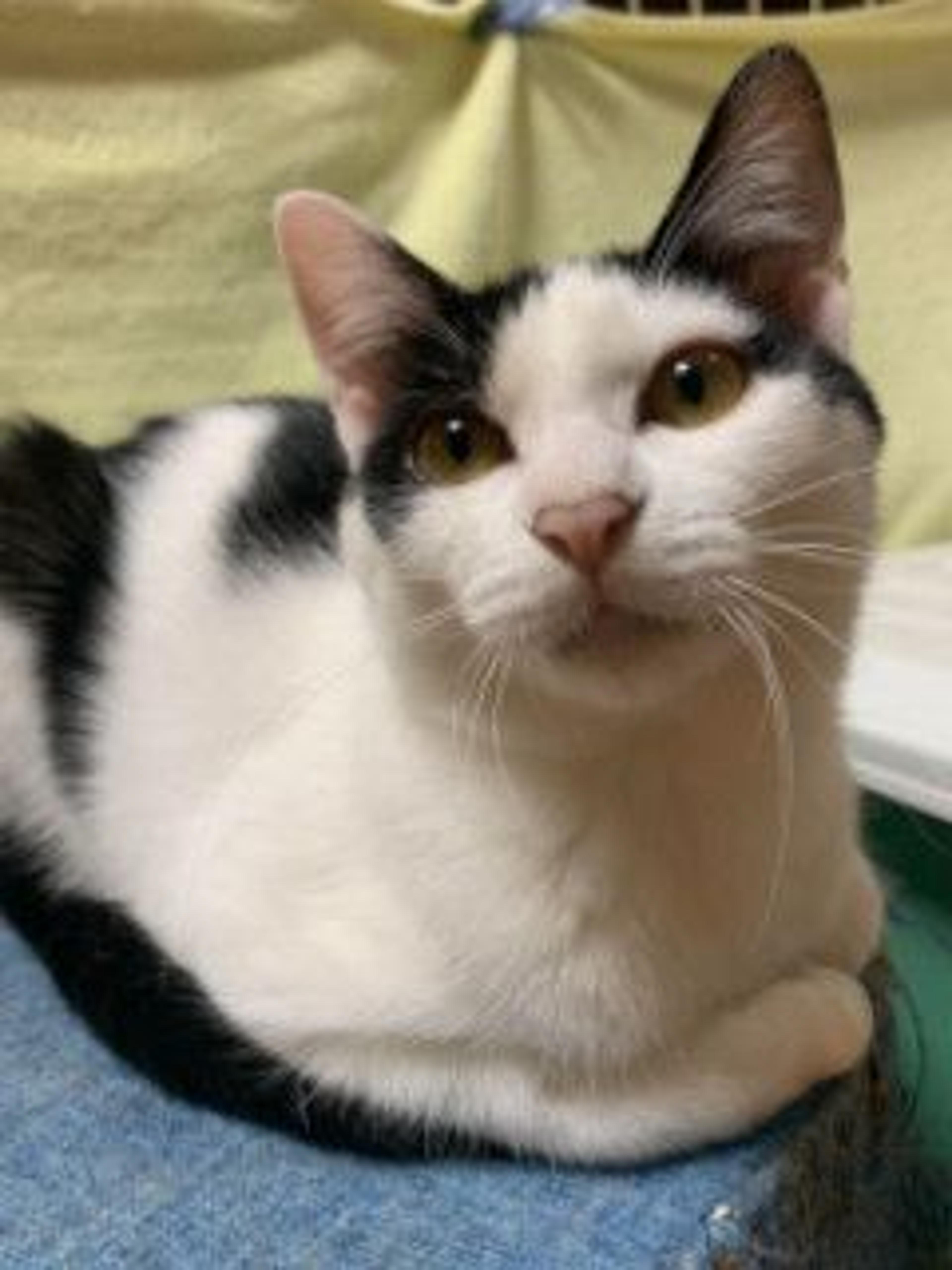 pet-image-8