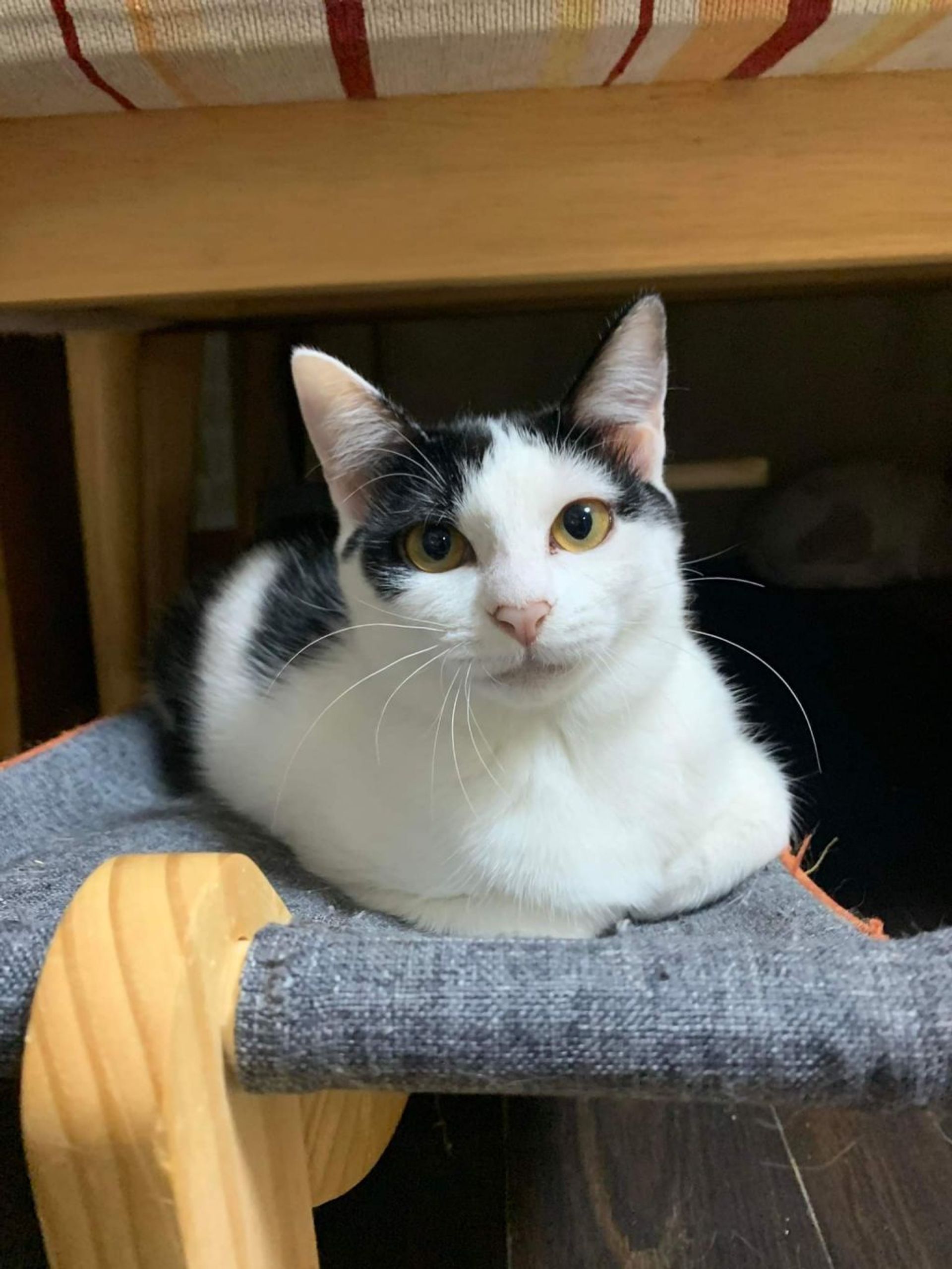 雑種（ミックス猫）・メスの里親募集の写真